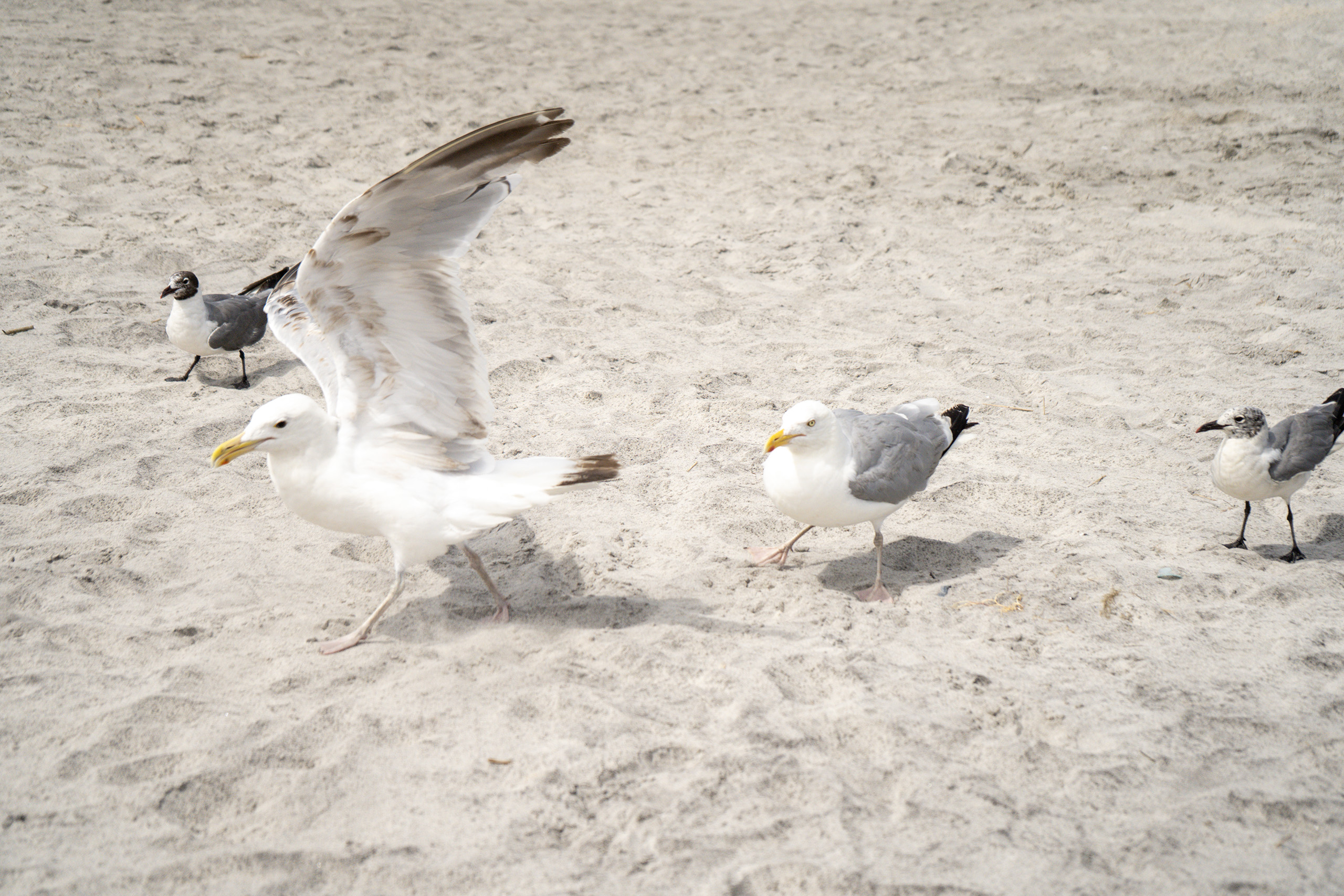 Brigantine Beach · Agosto 2020
