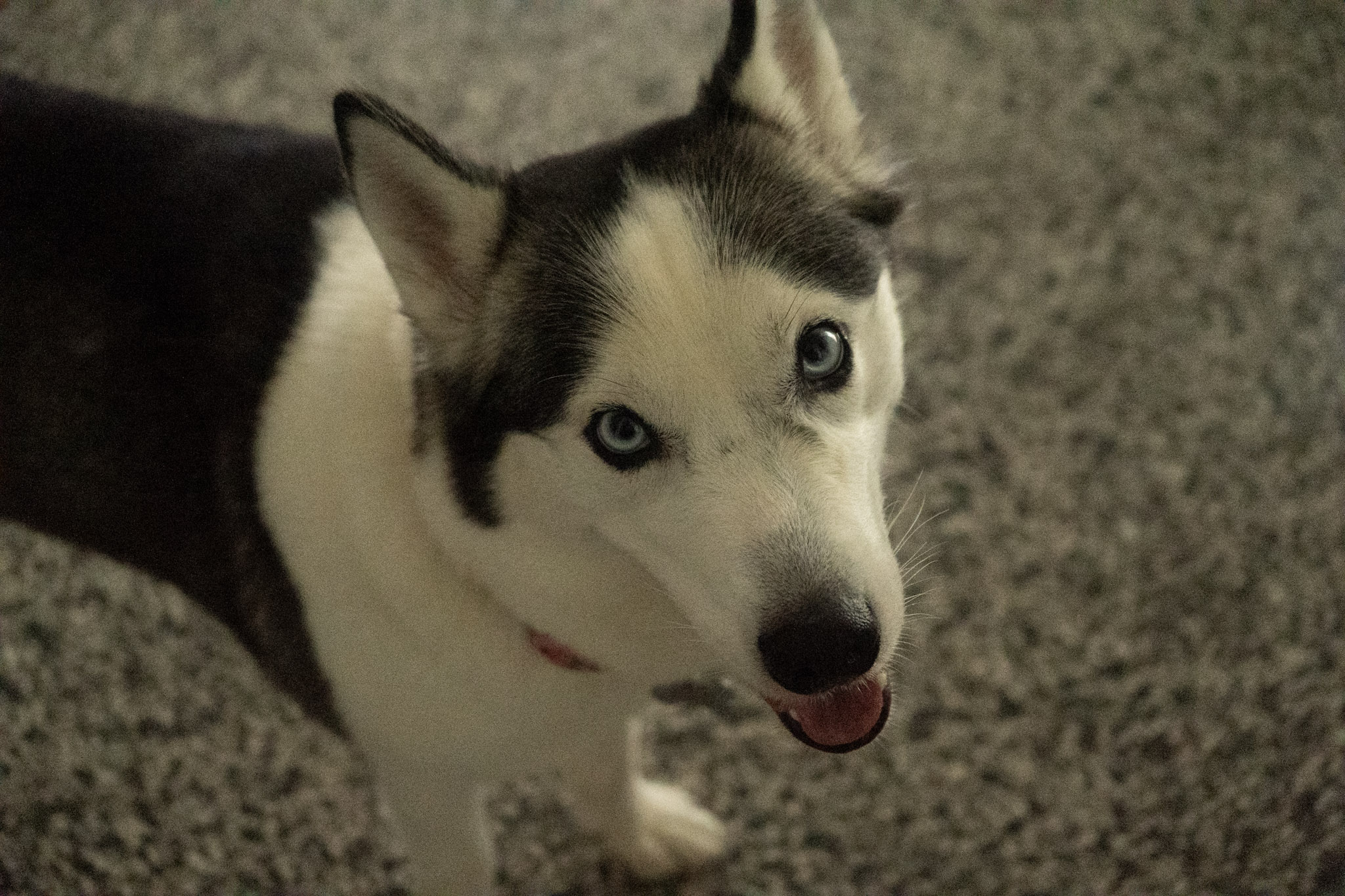 2020-12-19_Guaynabo - foto 98