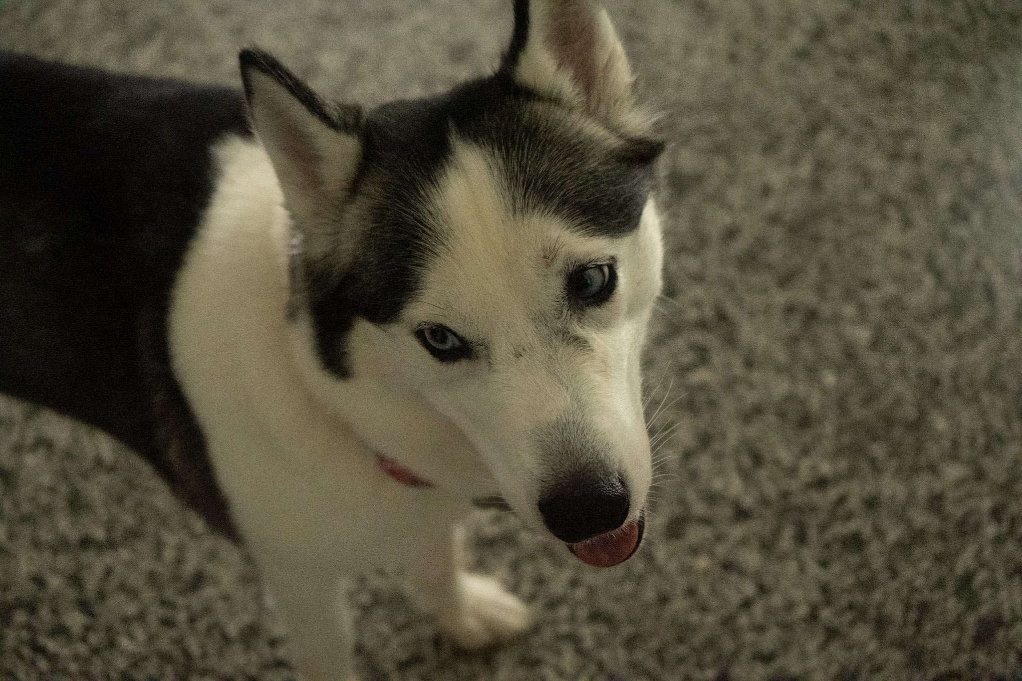 2020-12-19_Guaynabo - foto 99