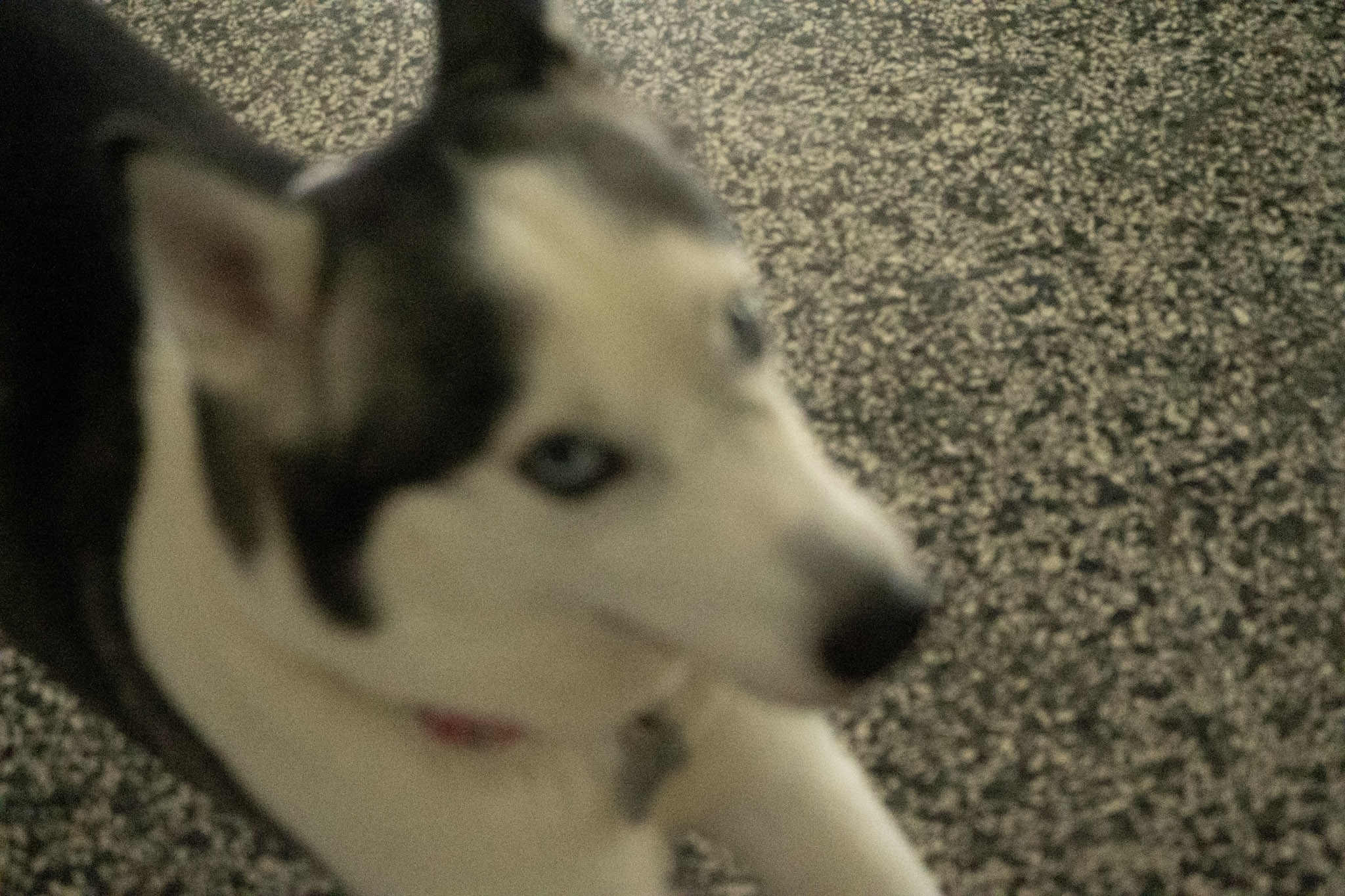 2020-12-19_Guaynabo - foto 100