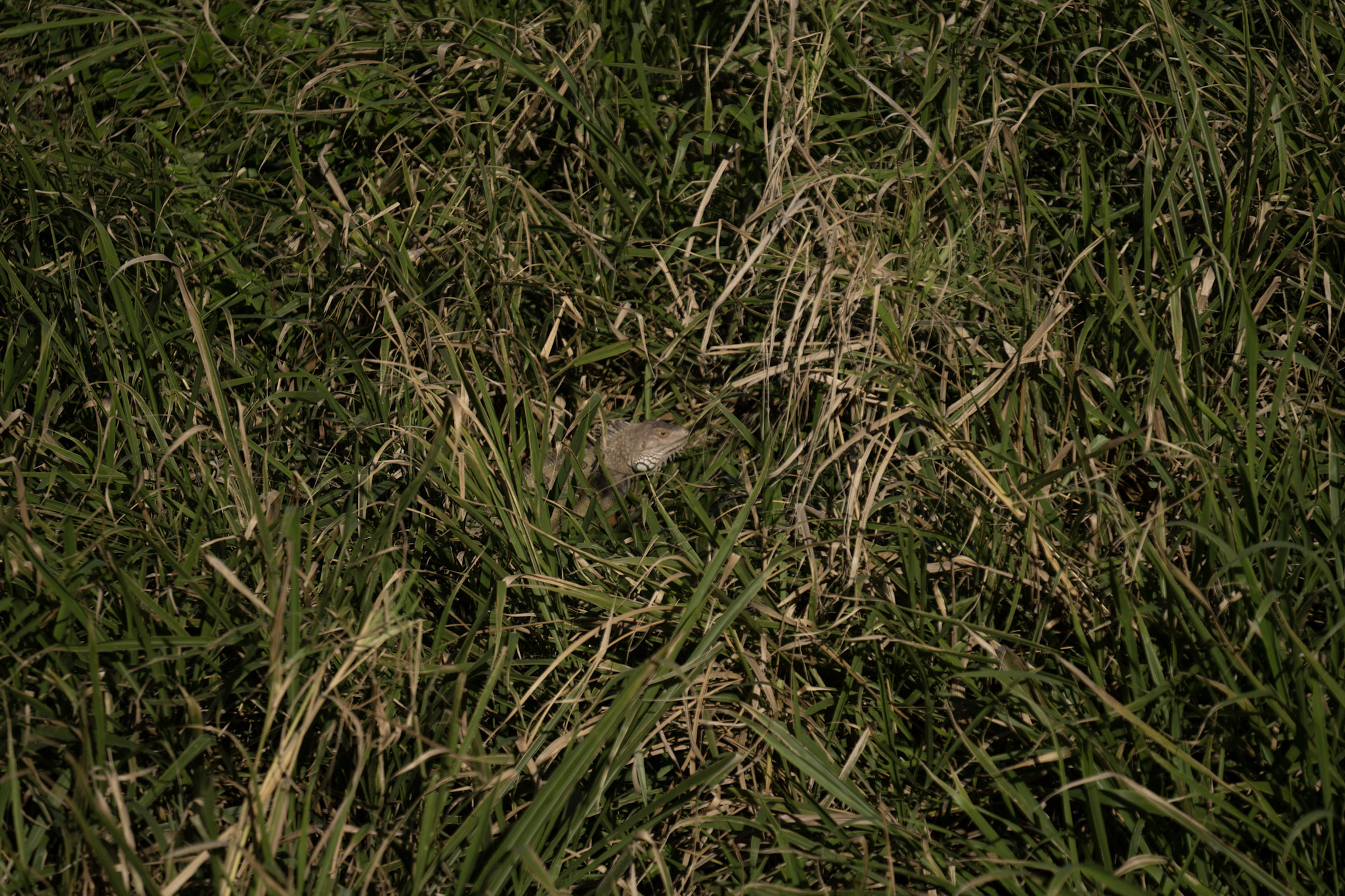 2020-12-26_San_Juan - foto 92