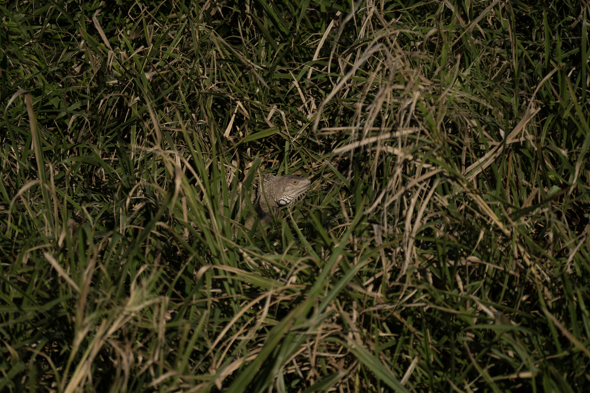 2020-12-26_San_Juan - foto 93