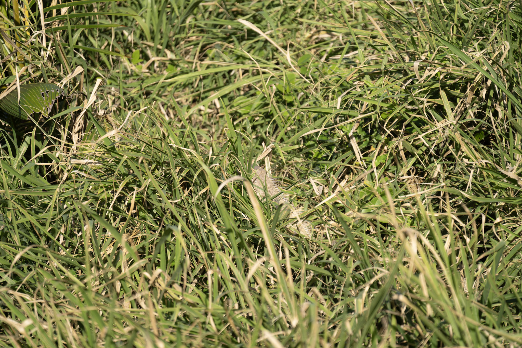 2020-12-26_San_Juan - foto 96