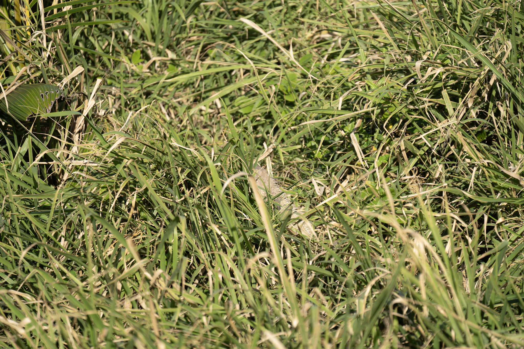 2020-12-26_San_Juan - foto 97