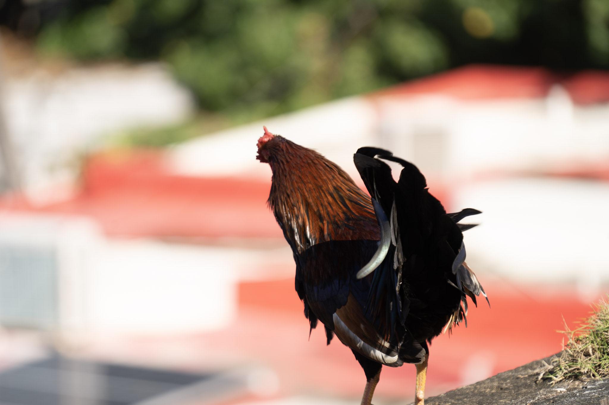 2020-12-26_San_Juan - foto 110