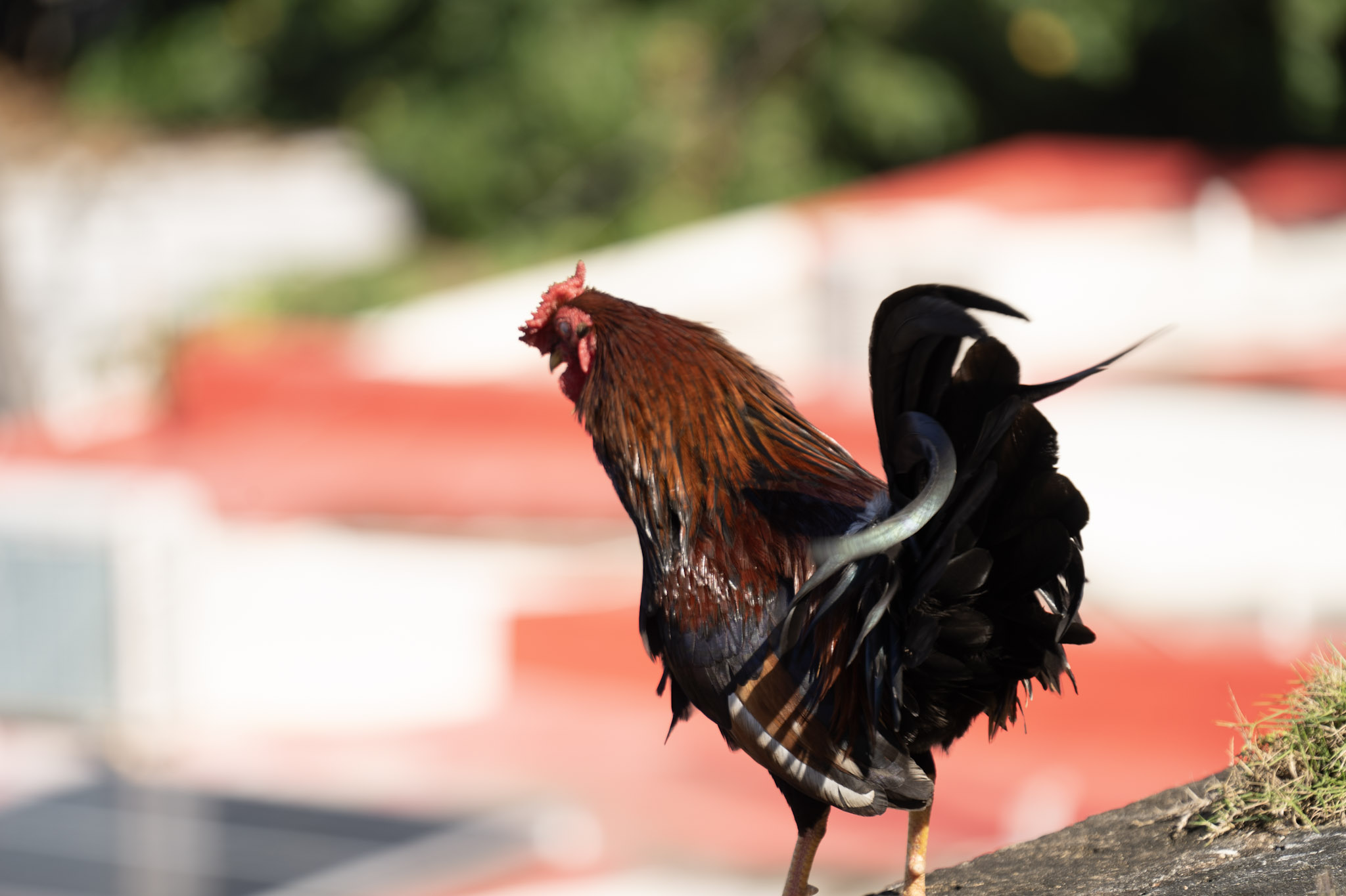 2020-12-26_San_Juan - foto 111