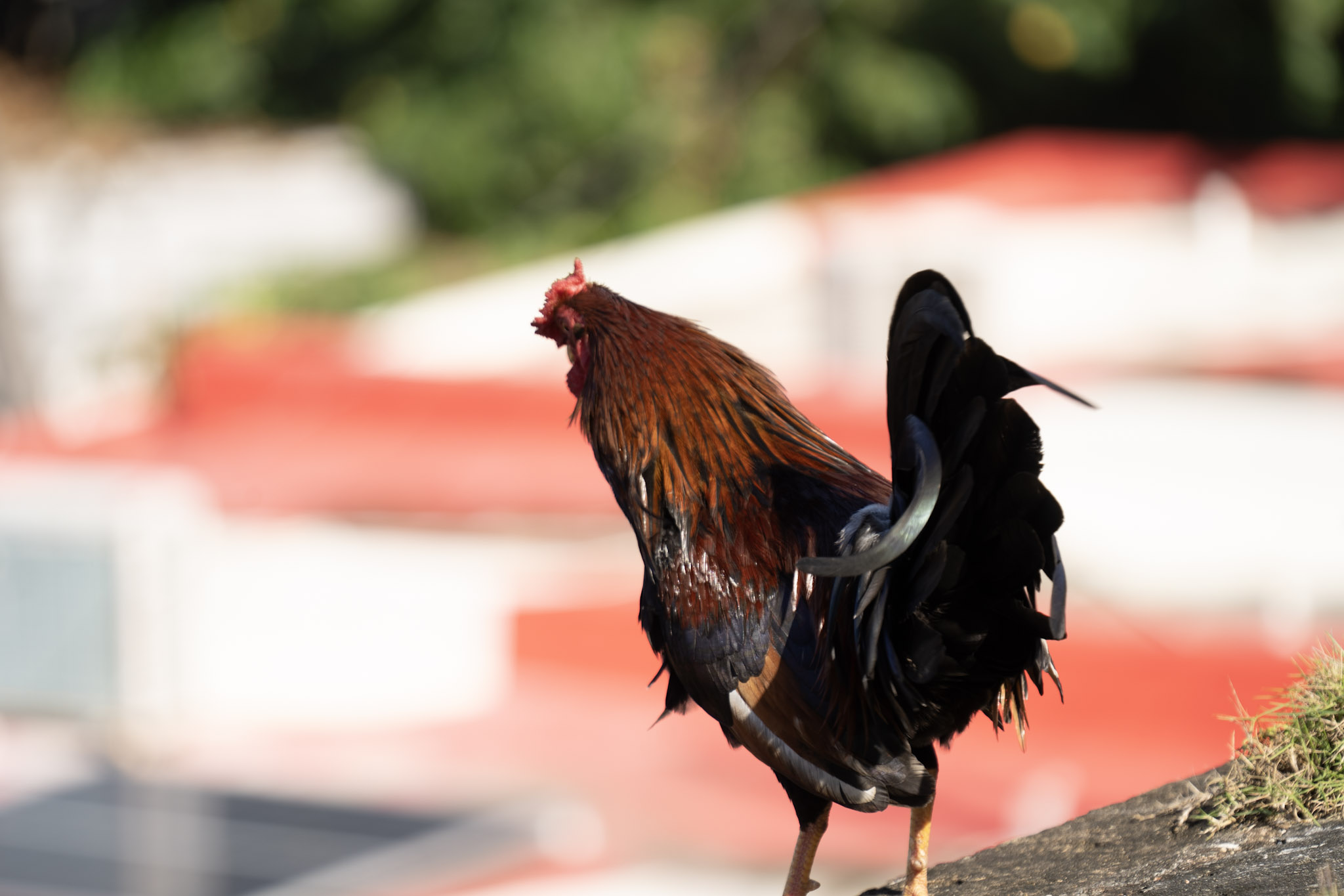 2020-12-26_San_Juan - foto 112