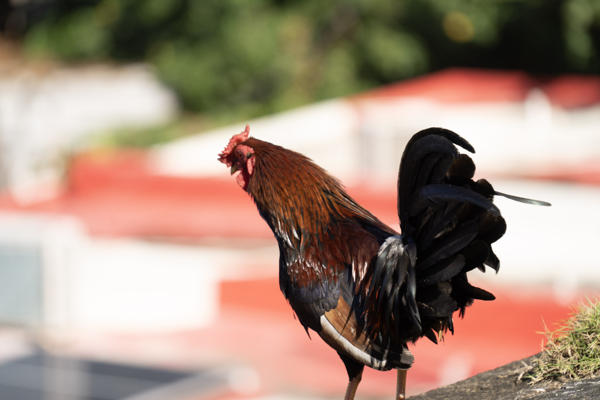 2020-12-26_San_Juan - foto 113