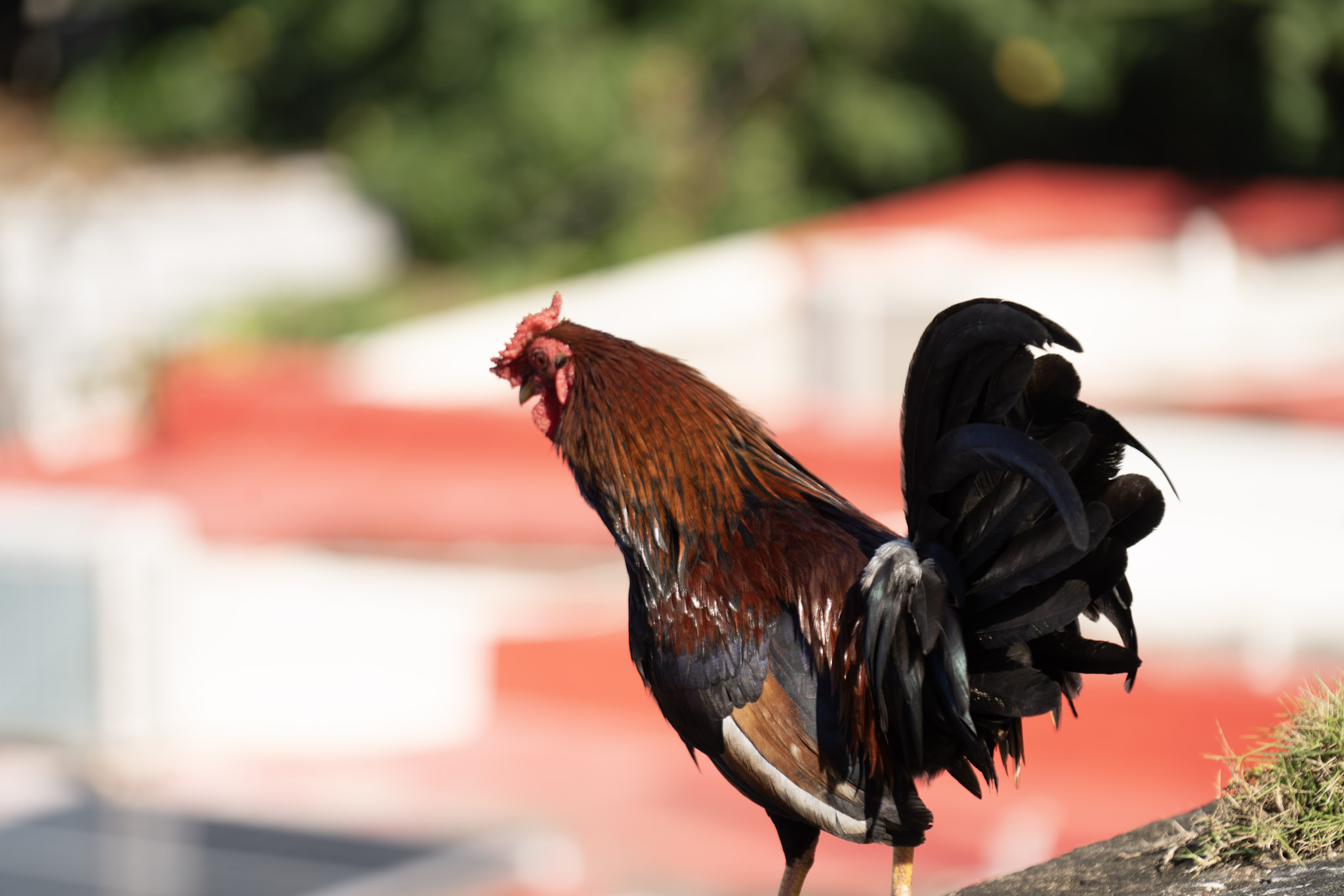 2020-12-26_San_Juan - foto 114