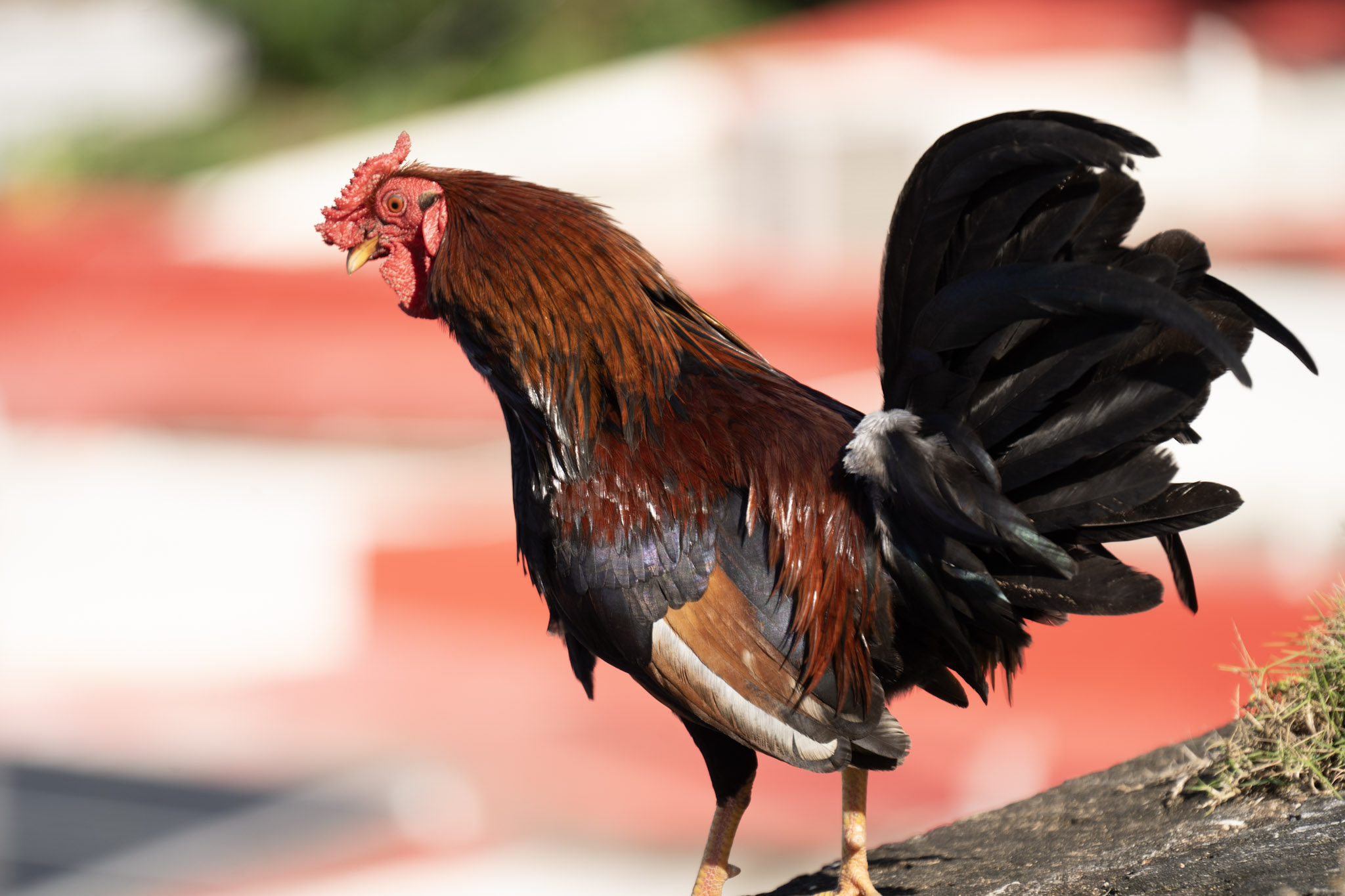 2020-12-26_San_Juan - foto 115