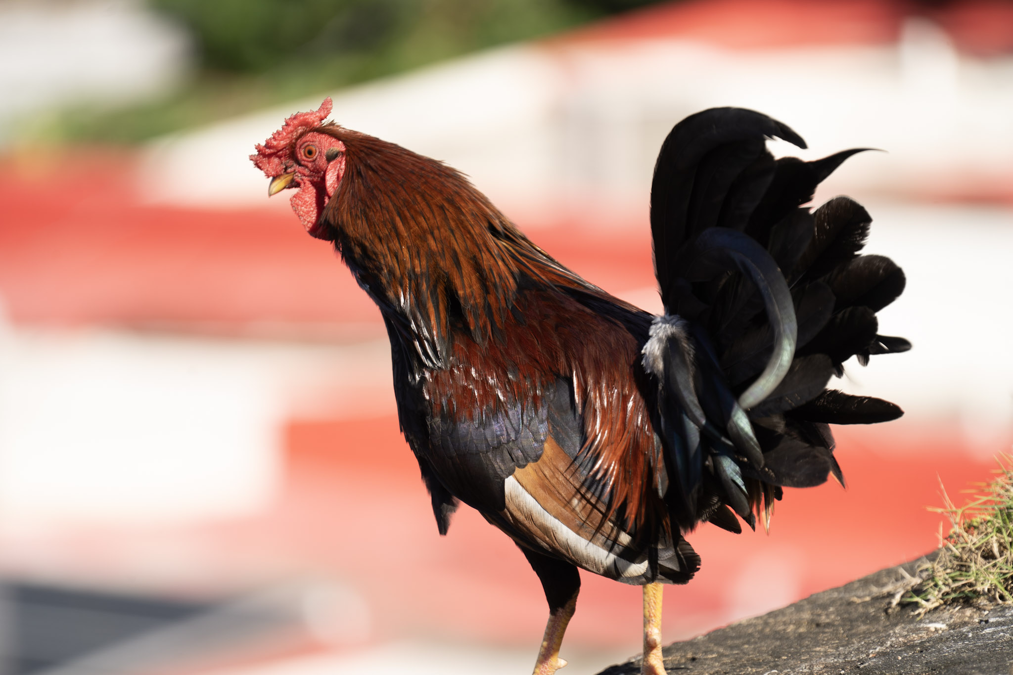 2020-12-26_San_Juan - foto 116