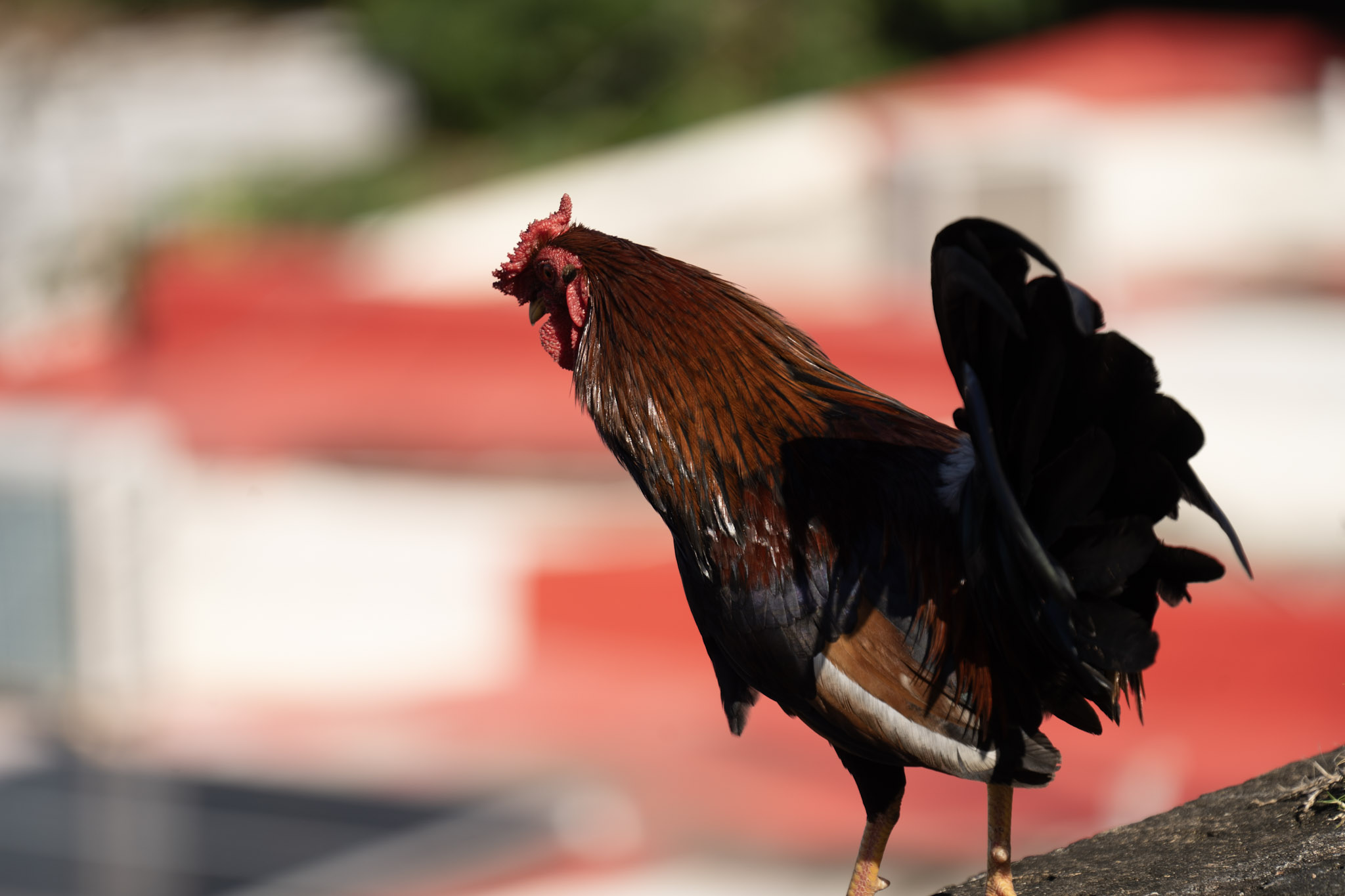 2020-12-26_San_Juan - foto 117