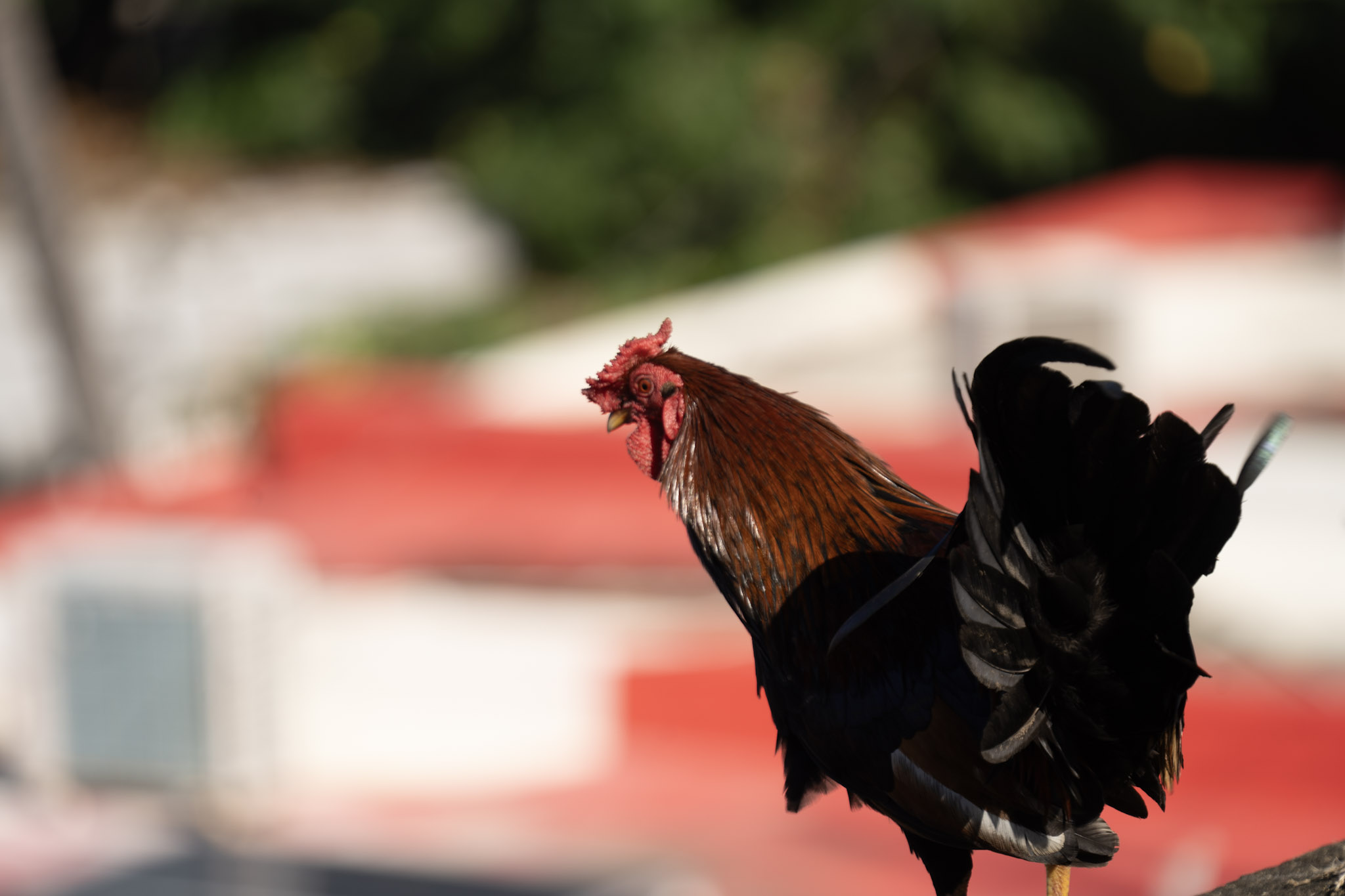 2020-12-26_San_Juan - foto 118