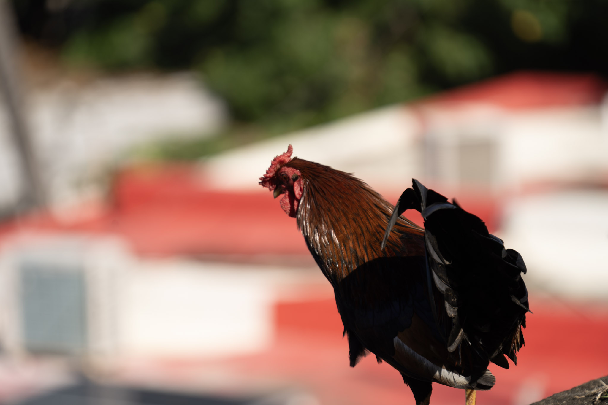 2020-12-26_San_Juan - foto 119