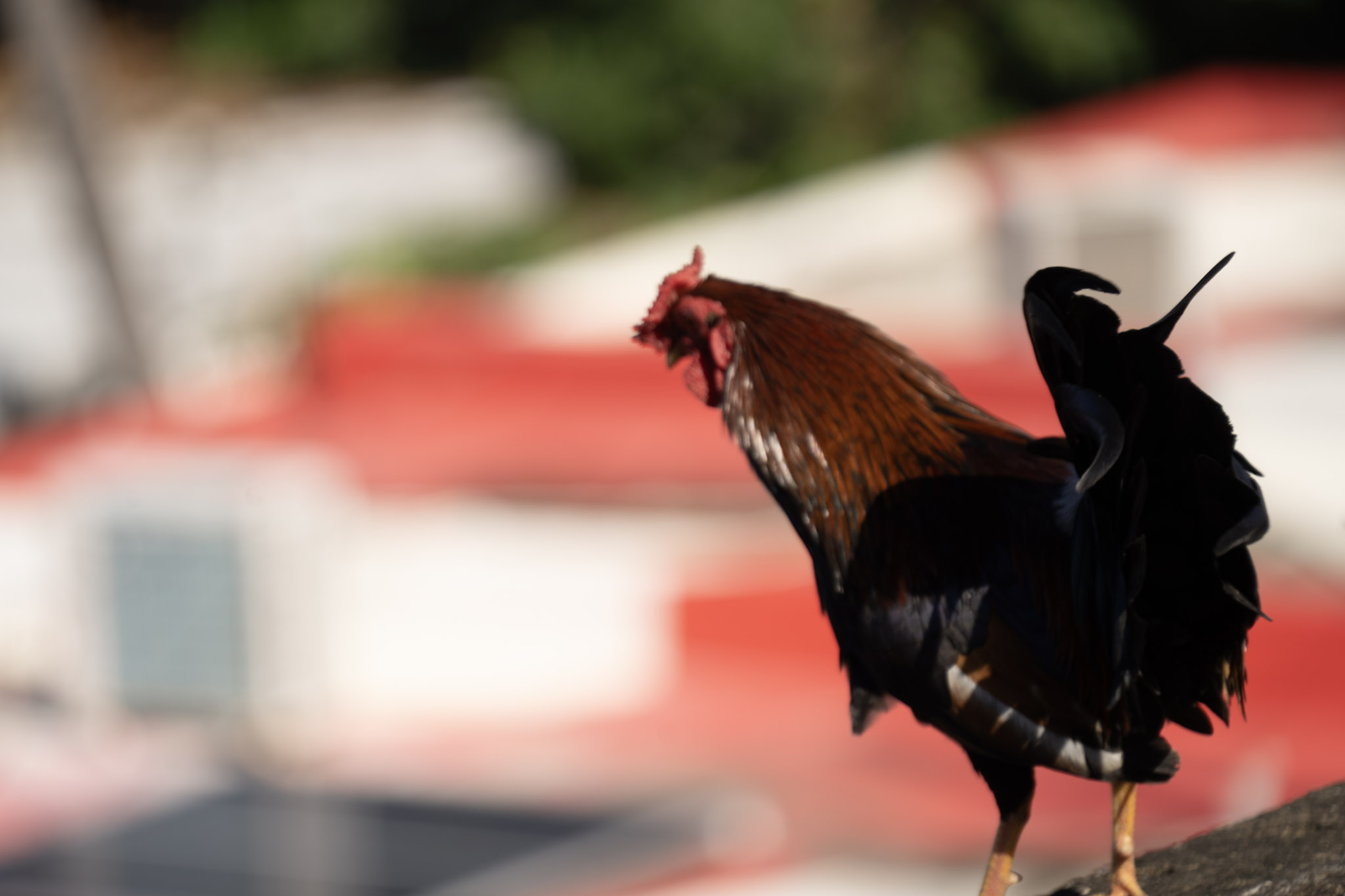 2020-12-26_San_Juan - foto 120