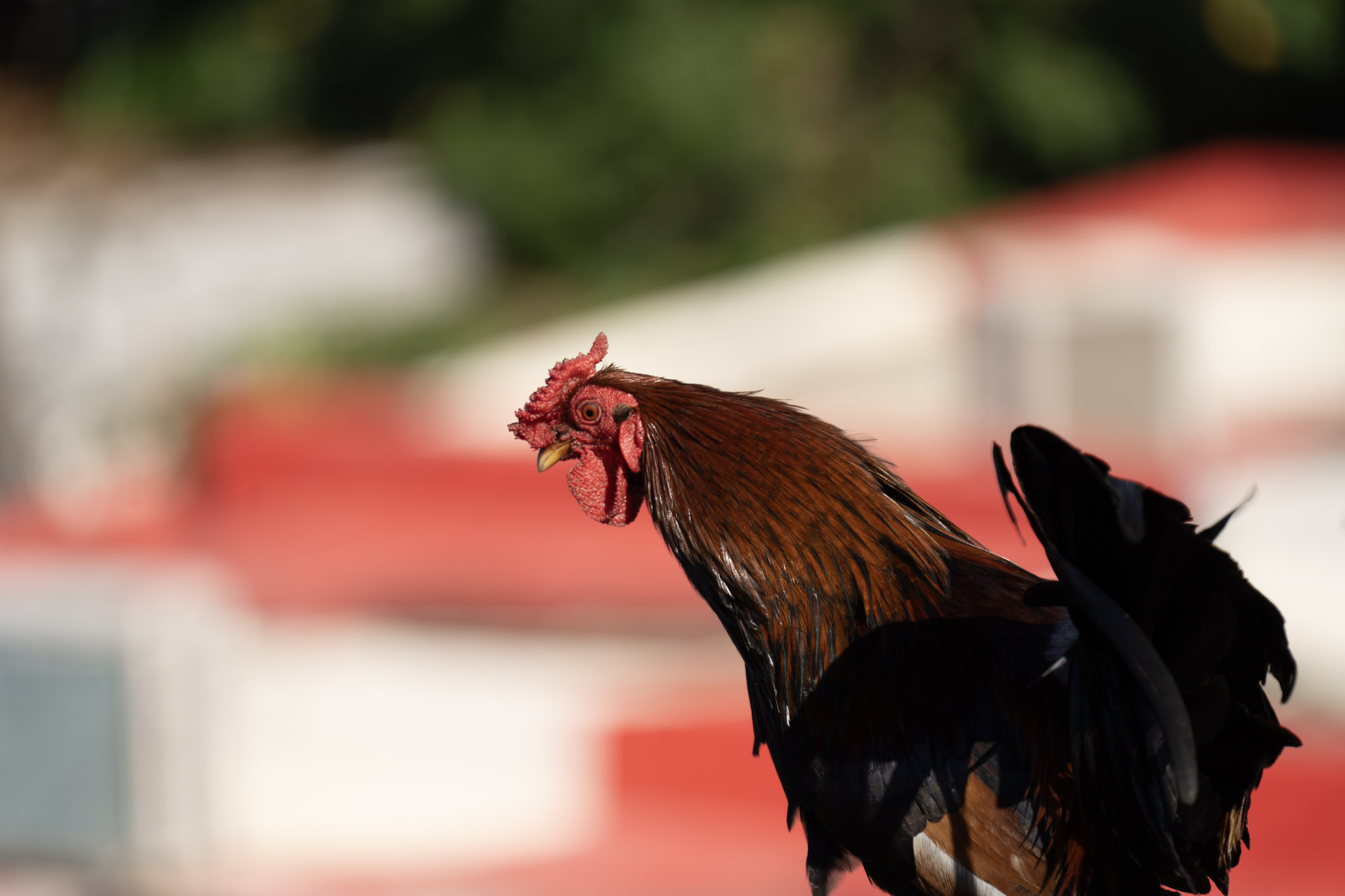 2020-12-26_San_Juan - foto 121