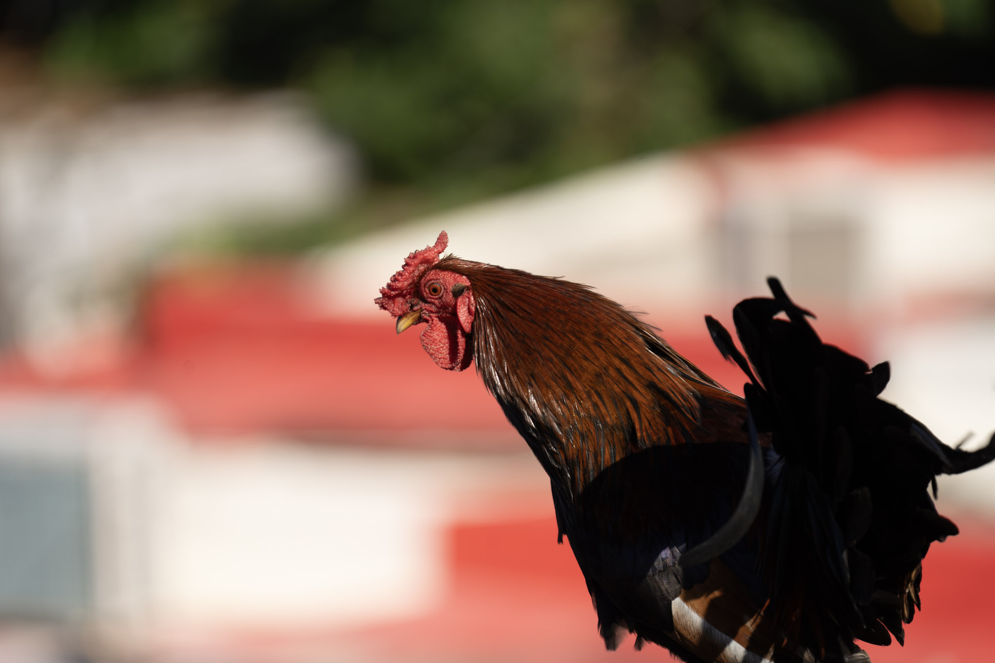 2020-12-26_San_Juan - foto 122