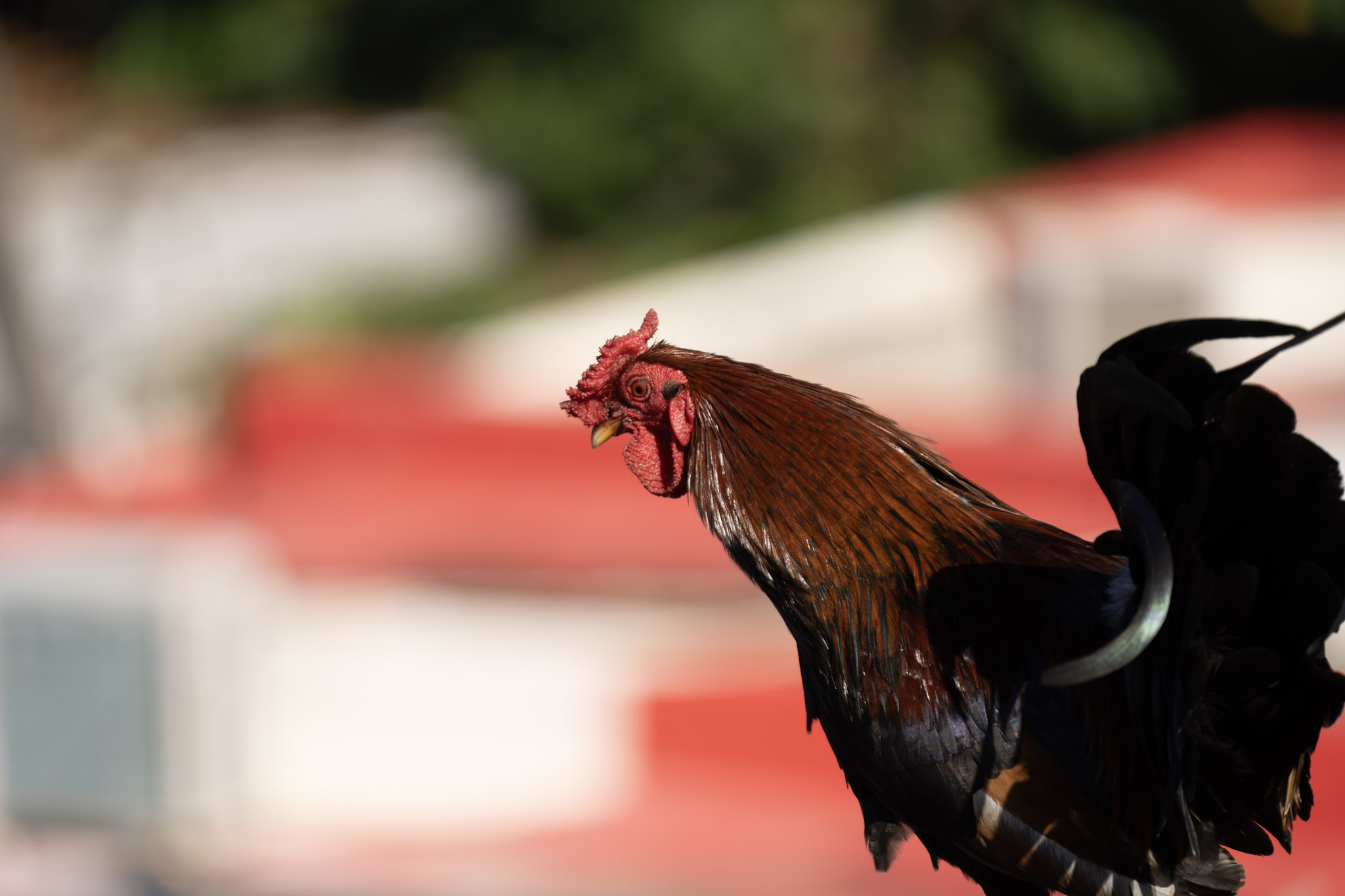 2020-12-26_San_Juan - foto 123