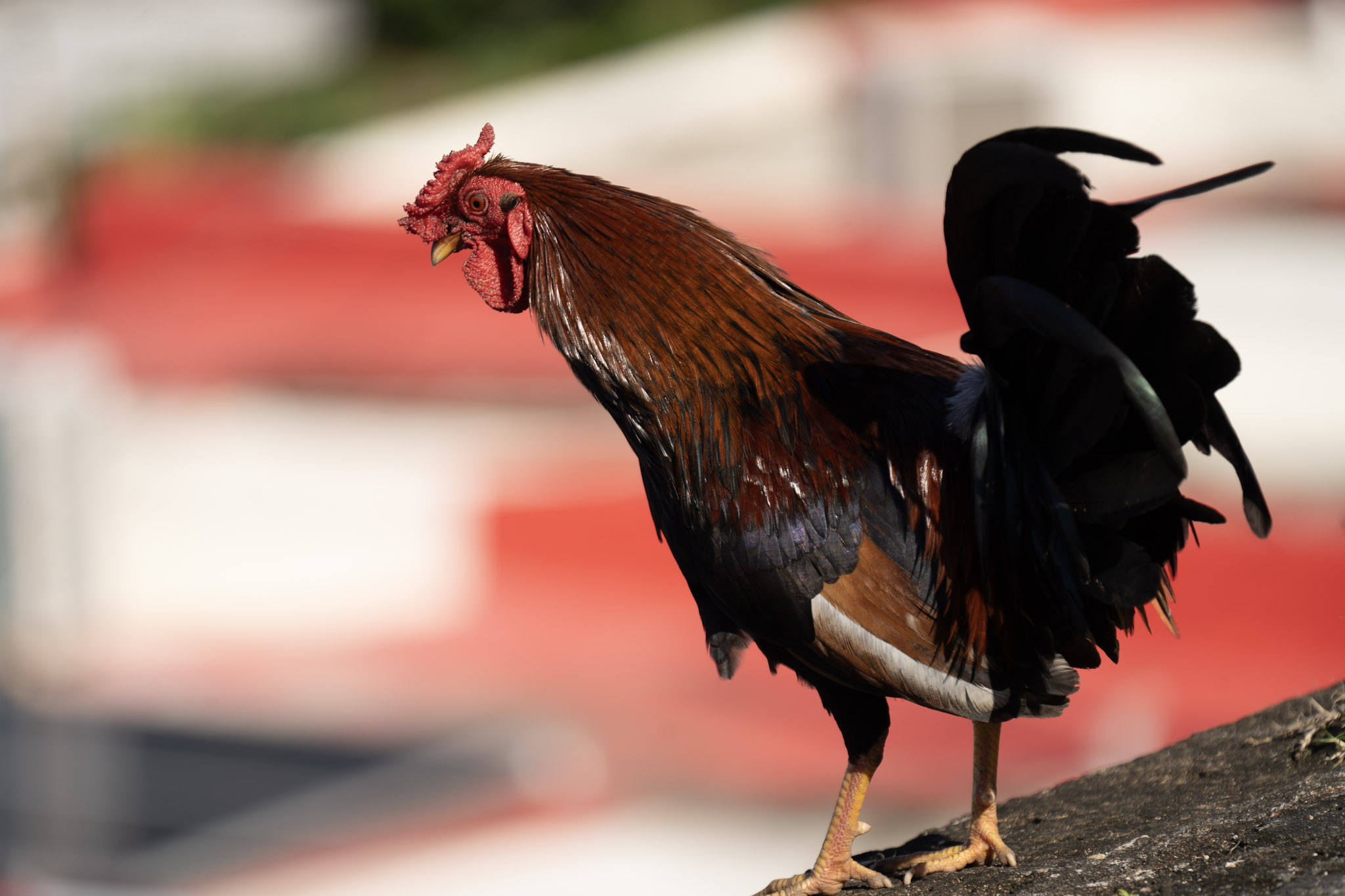 2020-12-26_San_Juan - foto 124