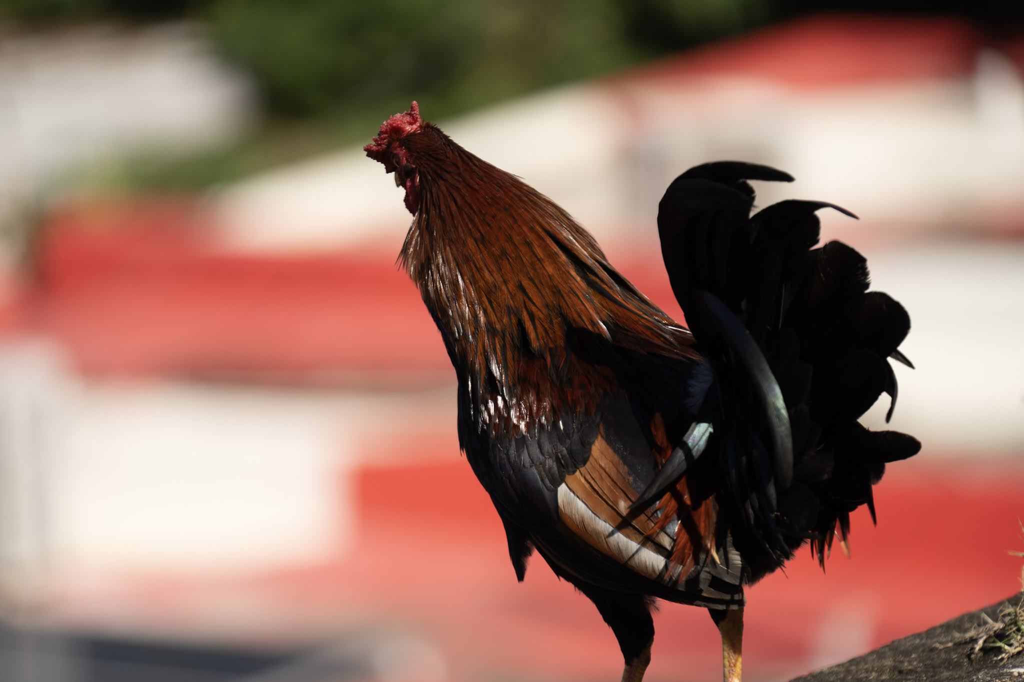 2020-12-26_San_Juan - foto 125