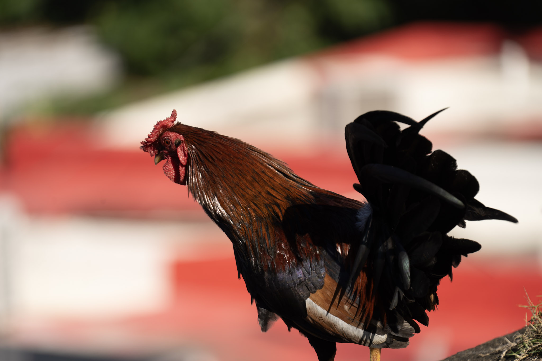 2020-12-26_San_Juan - foto 126