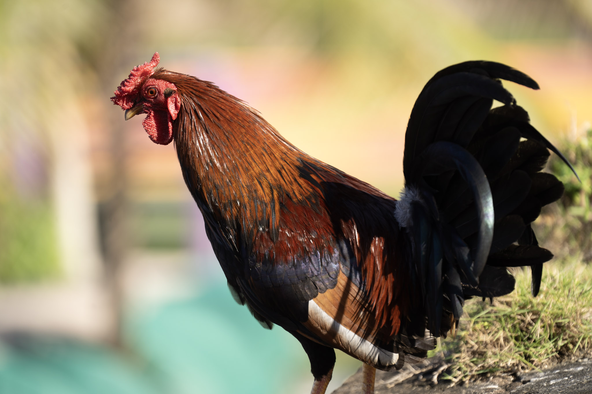 2020-12-26_San_Juan - foto 127