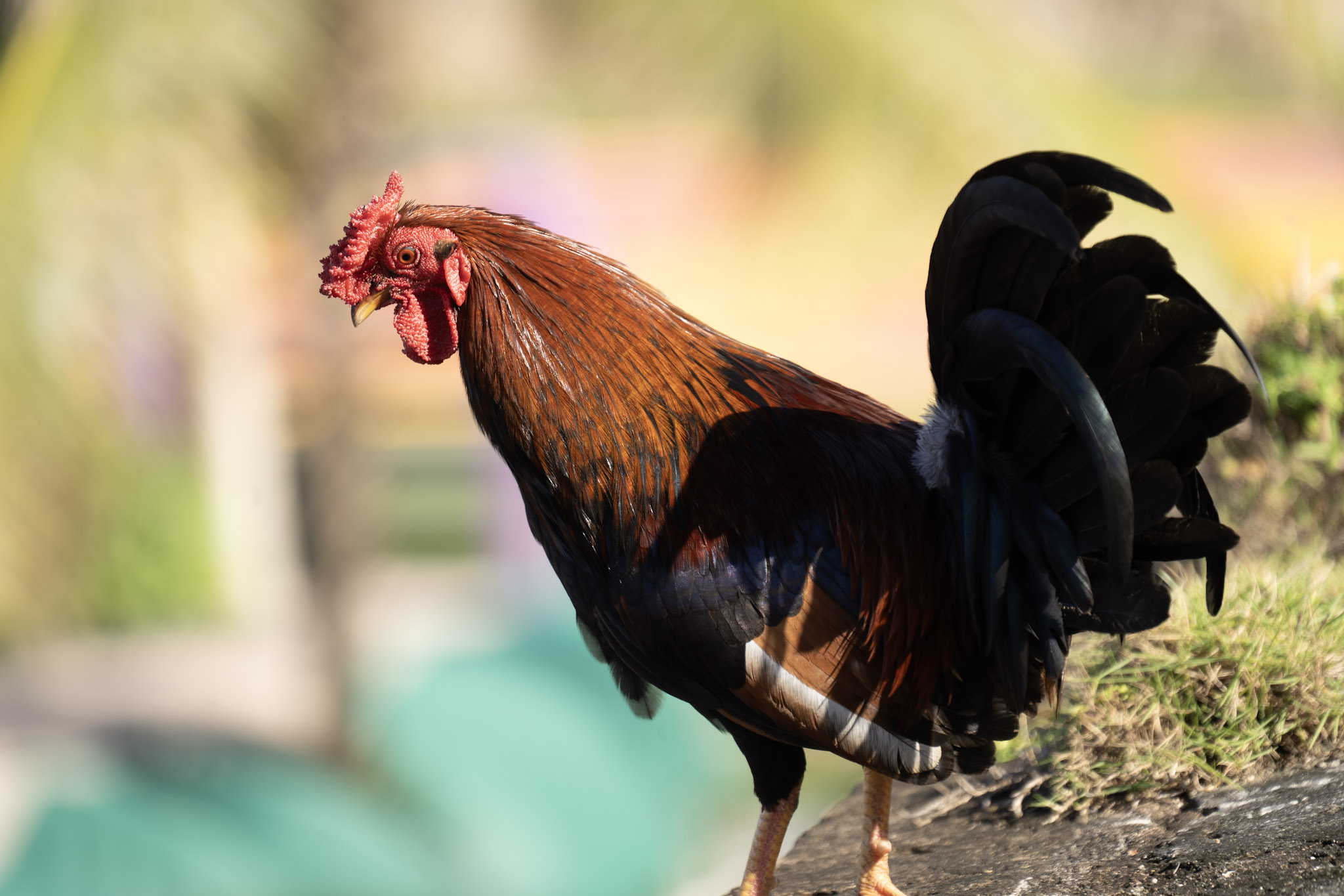 2020-12-26_San_Juan - foto 128