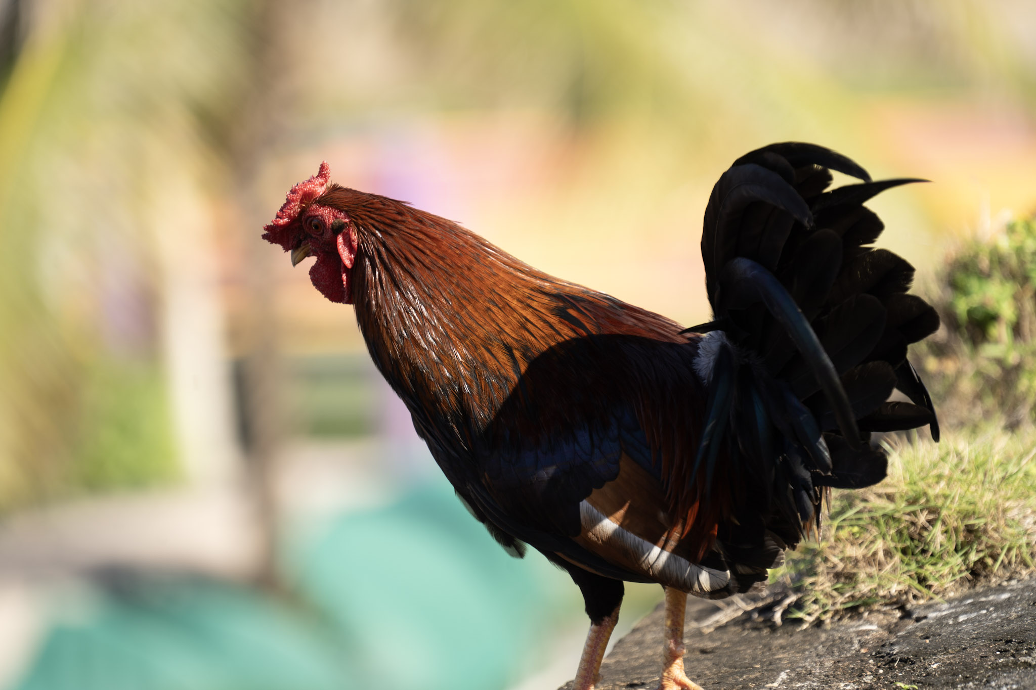 2020-12-26_San_Juan - foto 129