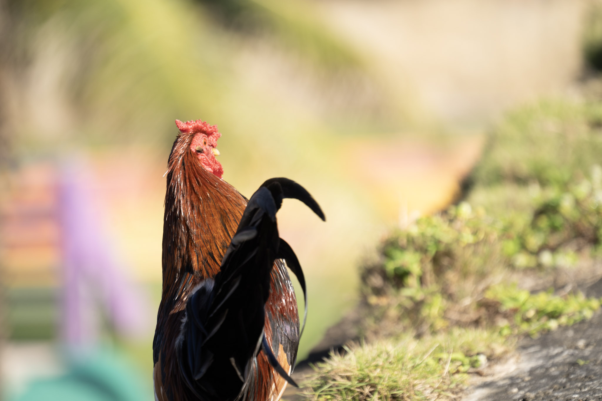 2020-12-26_San_Juan - foto 130