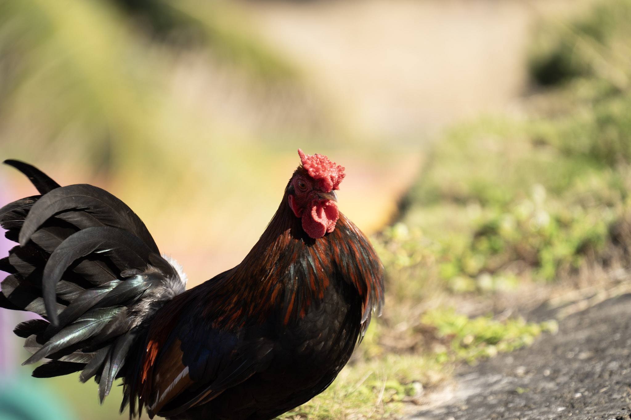 2020-12-26_San_Juan - foto 131