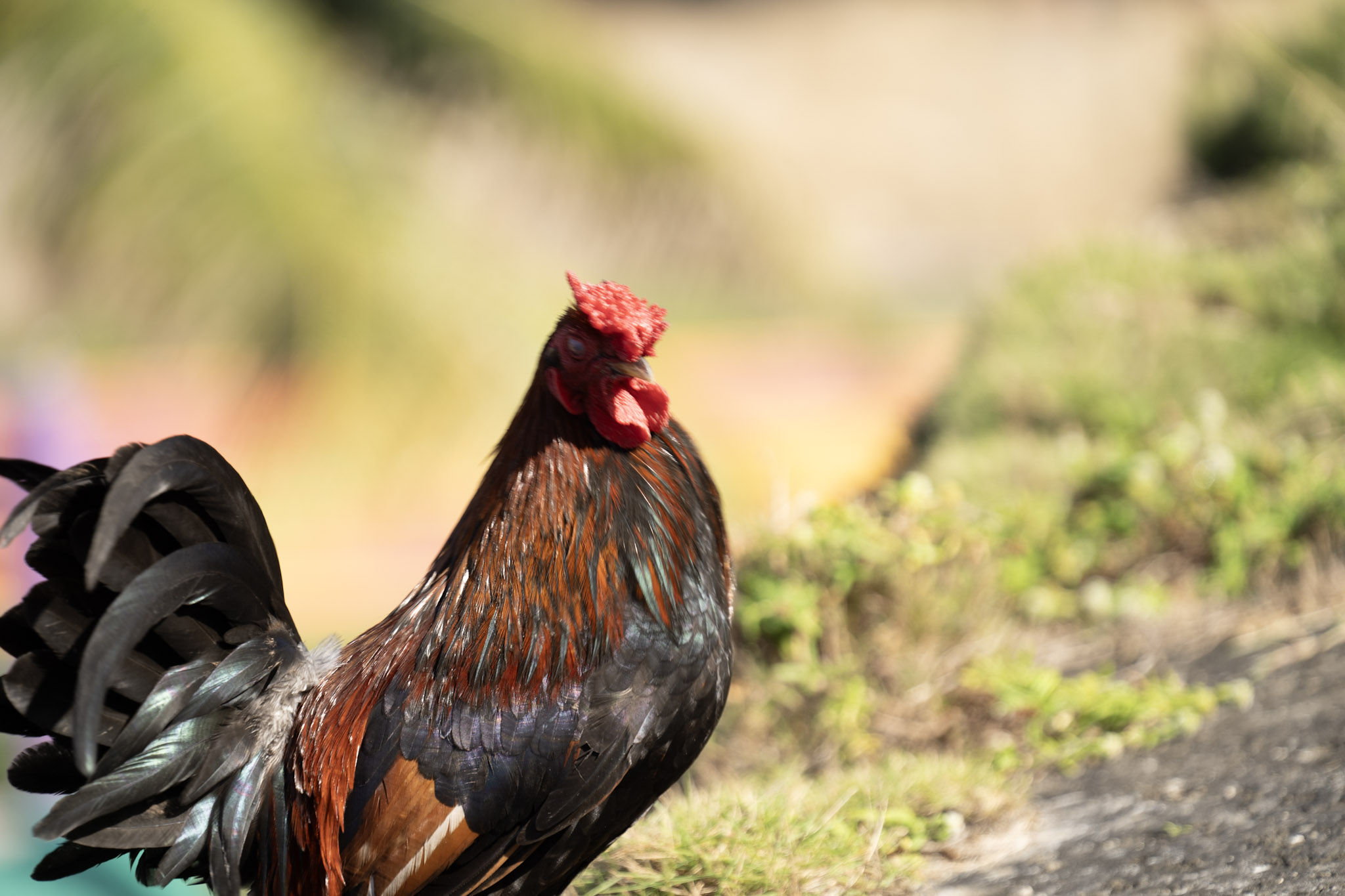 2020-12-26_San_Juan - foto 132