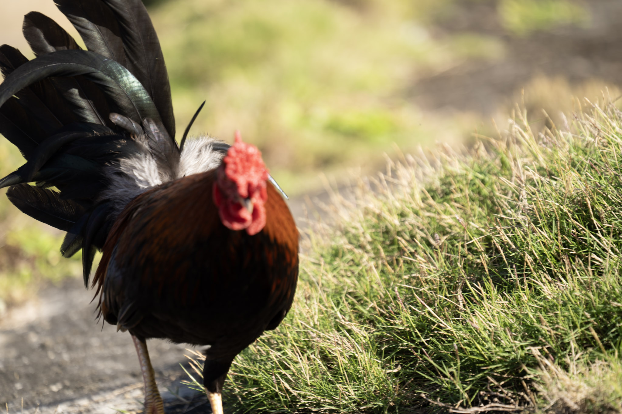 2020-12-26_San_Juan - foto 133