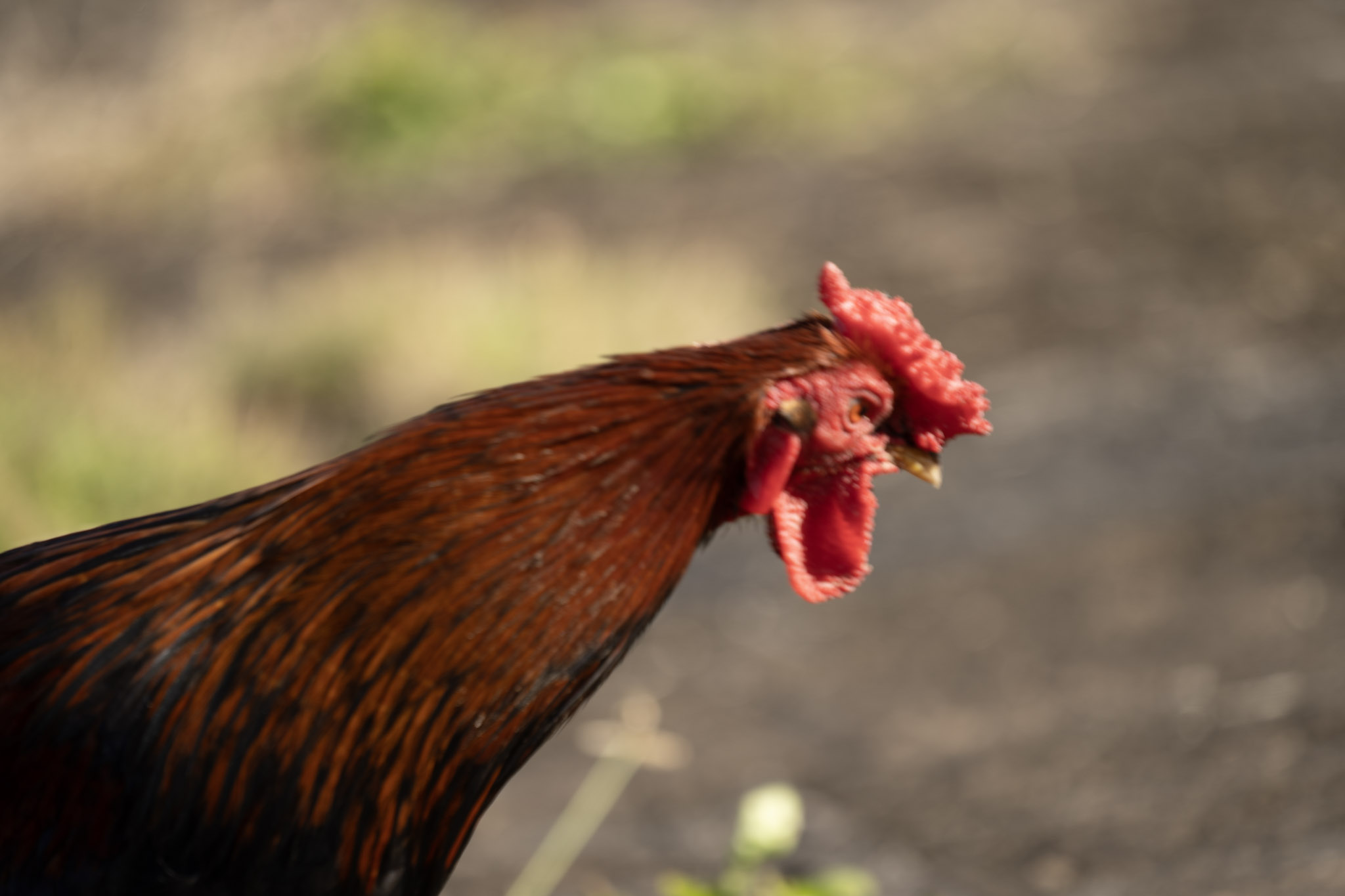 2020-12-26_San_Juan - foto 134