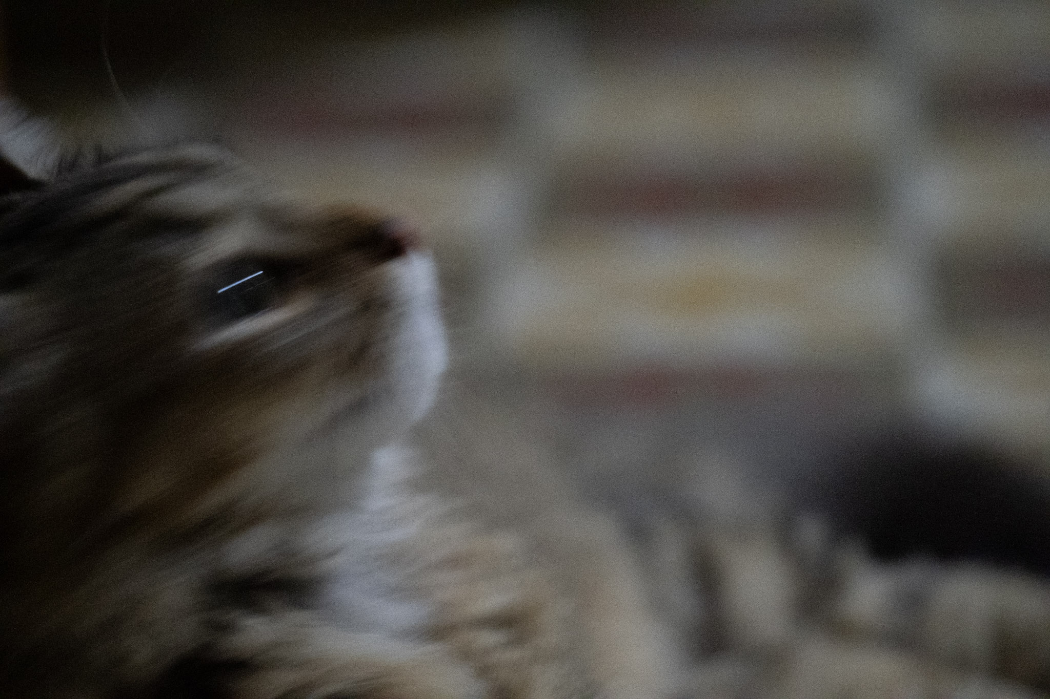 2020-12-28_Santa_Rita - foto 13