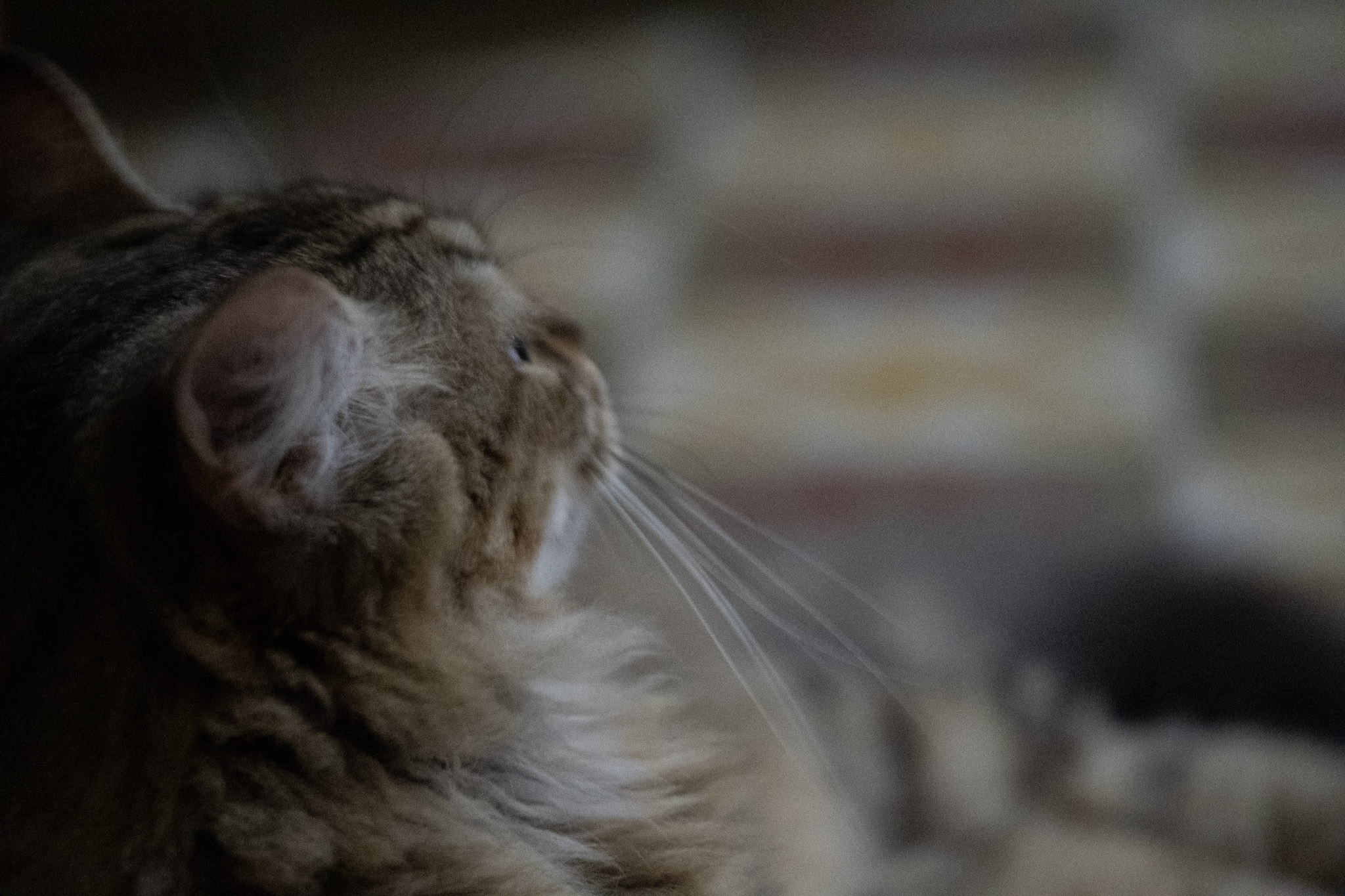 2020-12-28_Santa_Rita - foto 14