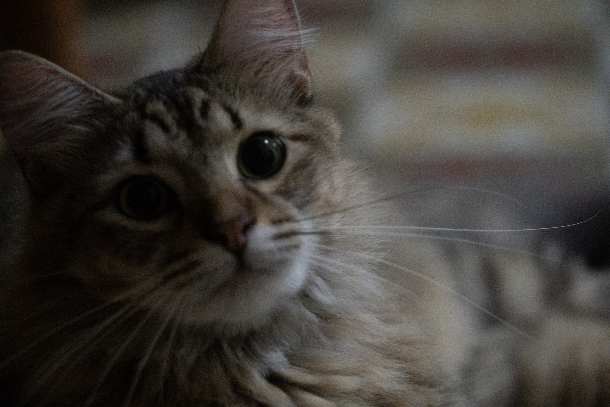 2020-12-28_Santa_Rita - foto 16