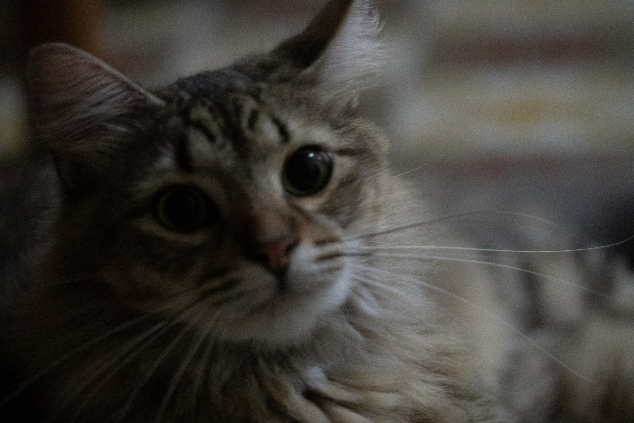 2020-12-28_Santa_Rita - foto 17