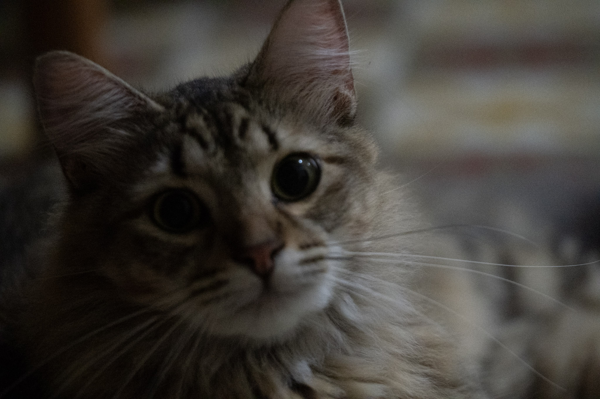 2020-12-28_Santa_Rita - foto 18