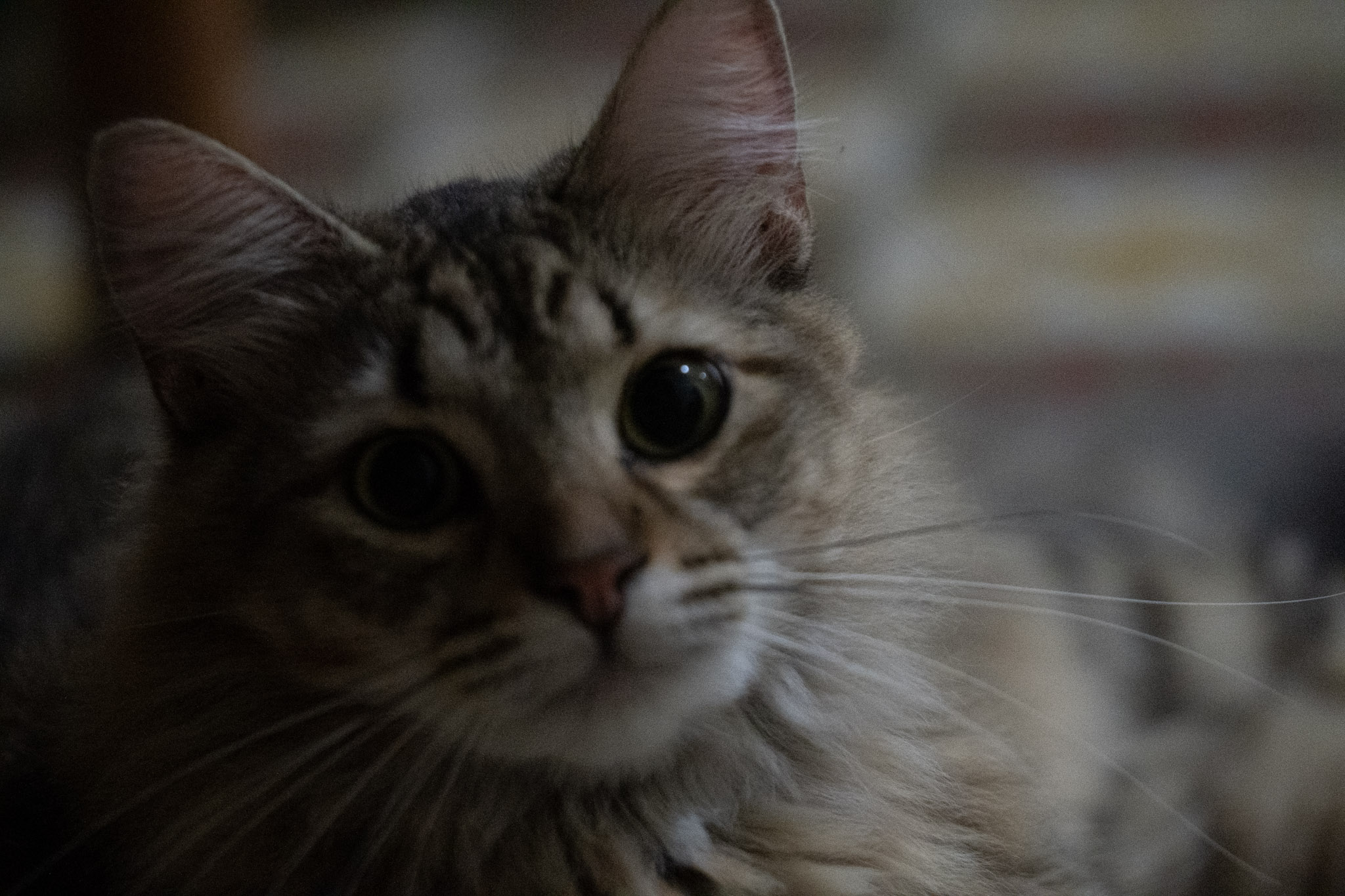 2020-12-28_Santa_Rita - foto 19