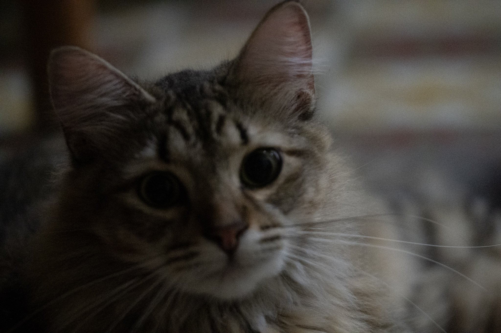 2020-12-28_Santa_Rita - foto 20