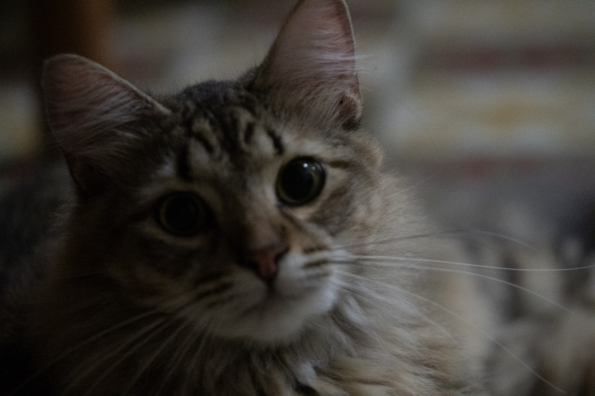 2020-12-28_Santa_Rita - foto 21