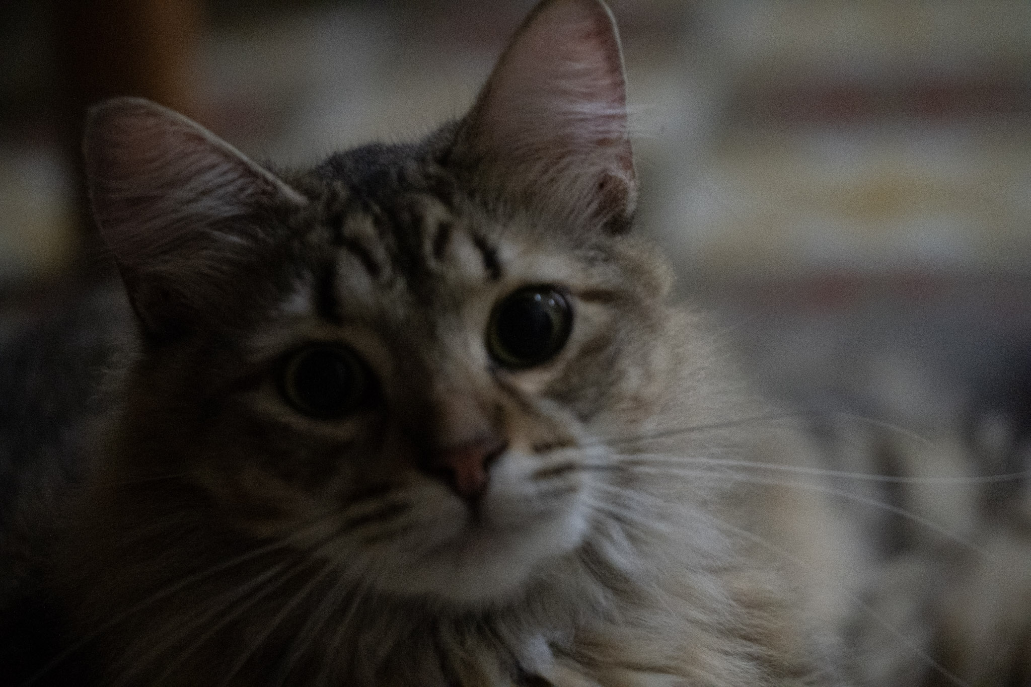 2020-12-28_Santa_Rita - foto 22