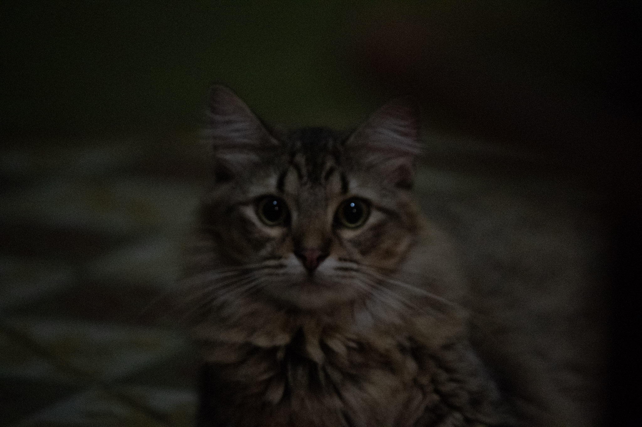 2020-12-28_Santa_Rita - foto 28