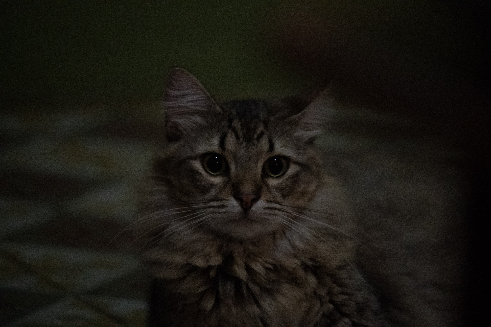 2020-12-28_Santa_Rita - foto 29