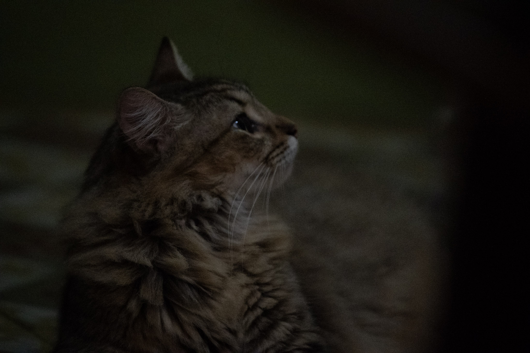 2020-12-28_Santa_Rita - foto 30