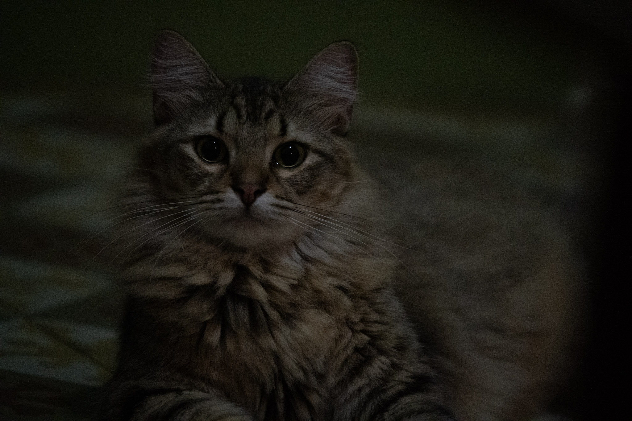 2020-12-28_Santa_Rita - foto 31