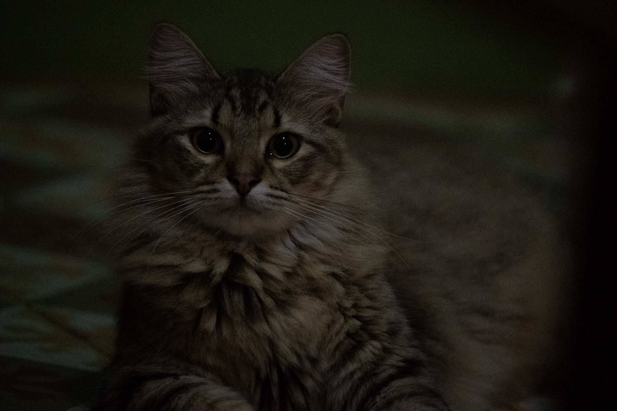 2020-12-28_Santa_Rita - foto 33