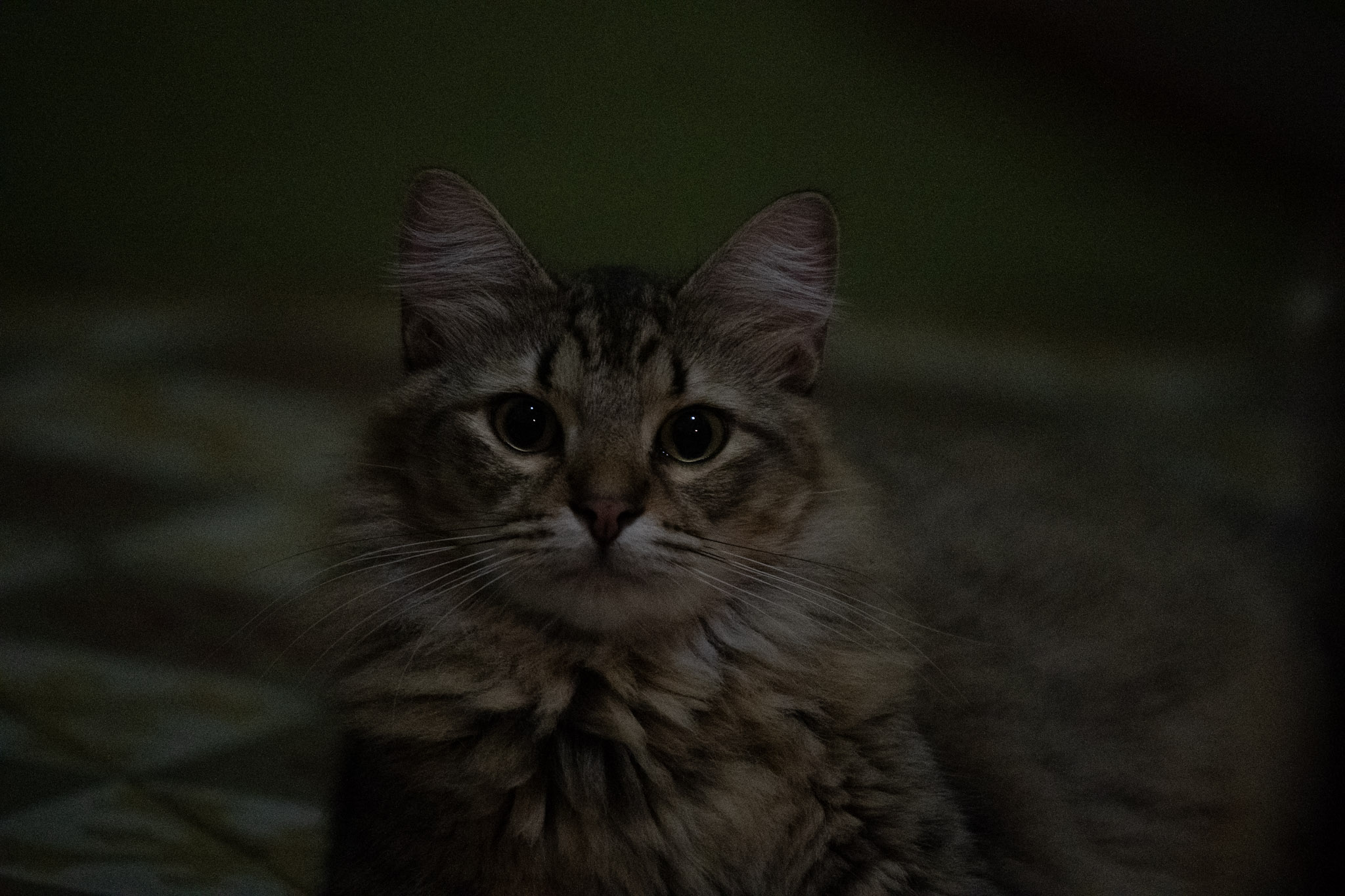 2020-12-28_Santa_Rita - foto 34