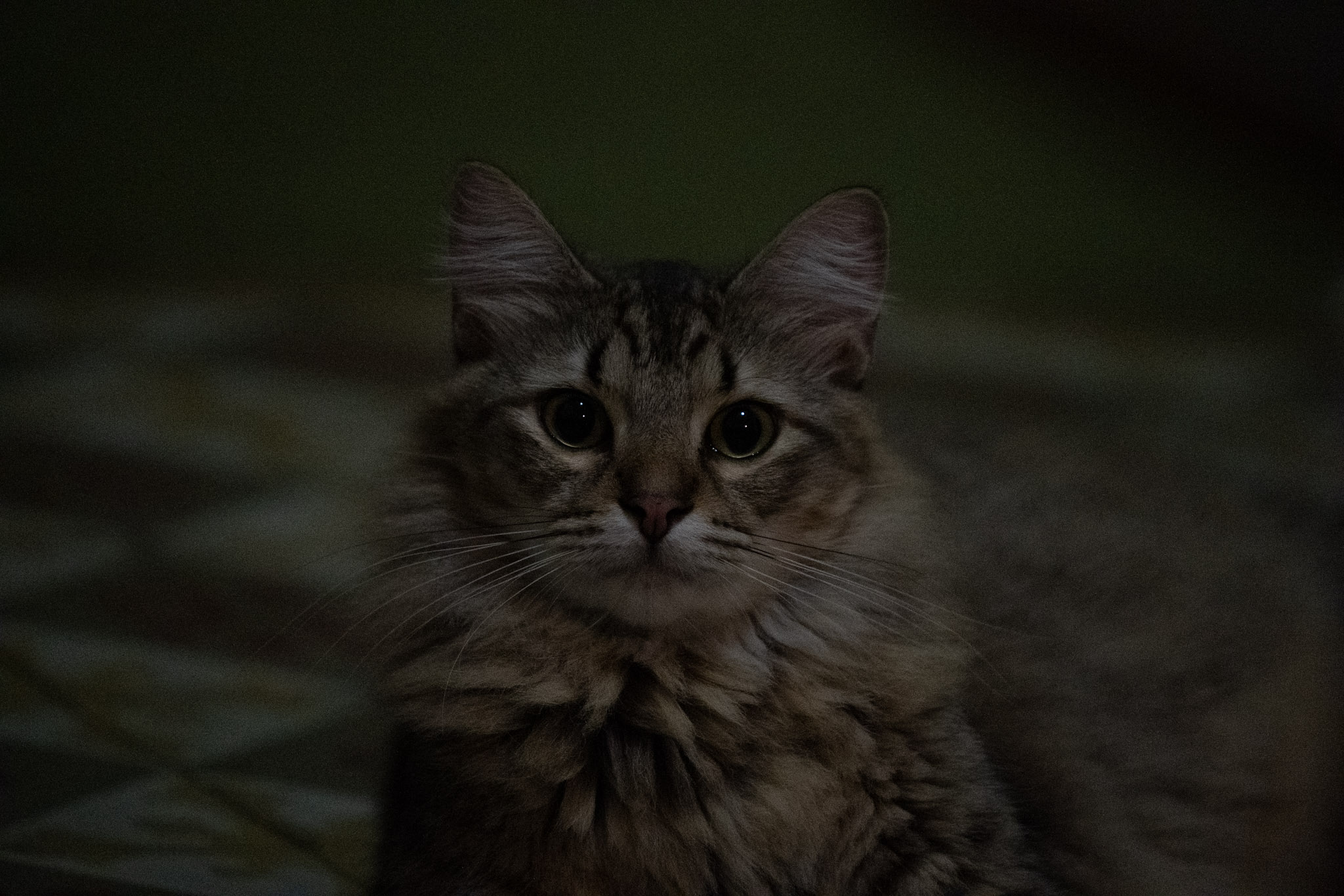 2020-12-28_Santa_Rita - foto 36