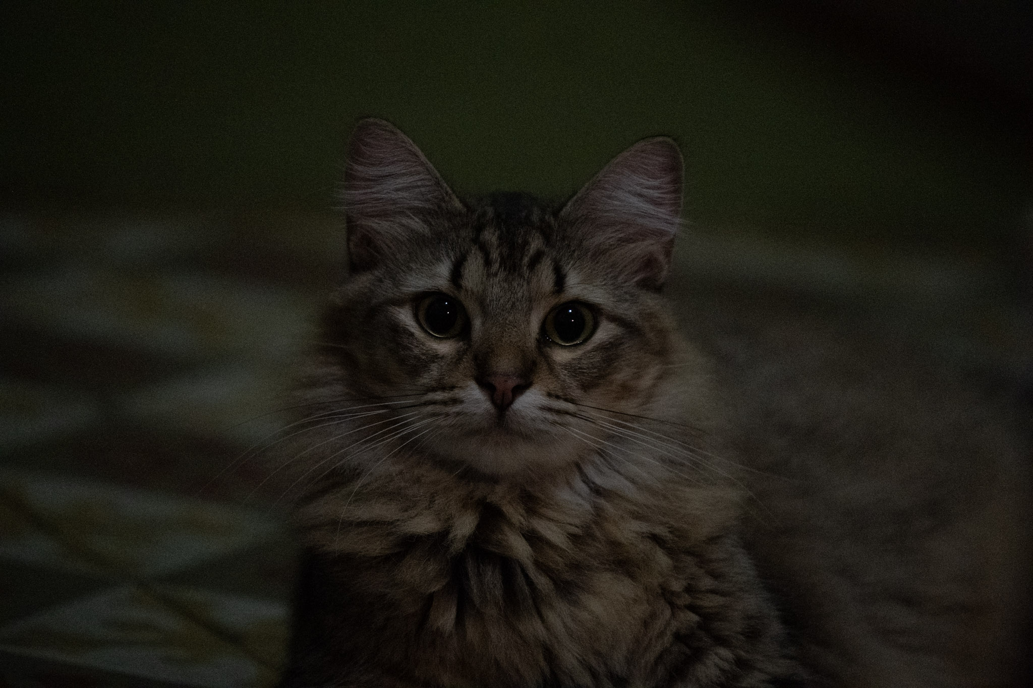 2020-12-28_Santa_Rita - foto 37